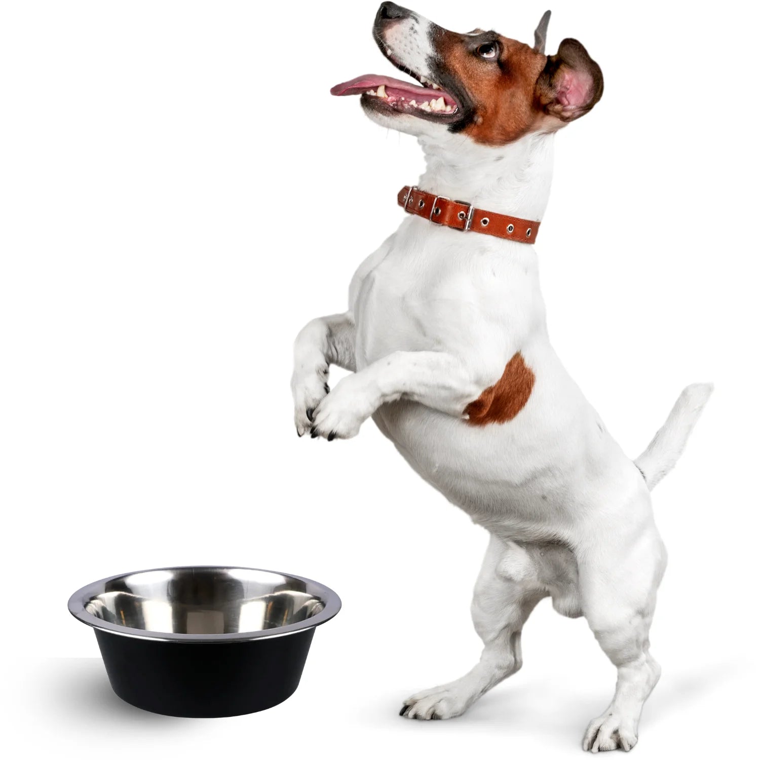 Dog Bowls Small Size Dog & Cat - Metal Non-Skid Pet Bowls, 8 In. 2 Pack - for Pets