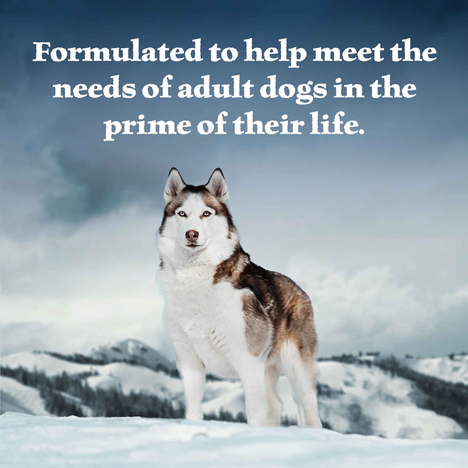 Wilderness Adult Wet Dog Food with Salmon and Chicken Grill, 12.5 oz Can