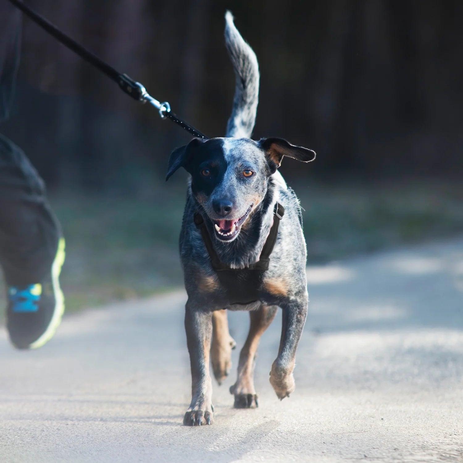 Yuppie Puppy Black Nylon Mesh Non-Pulling Dog Harness, Medium (14" to 20" Chest Size)
