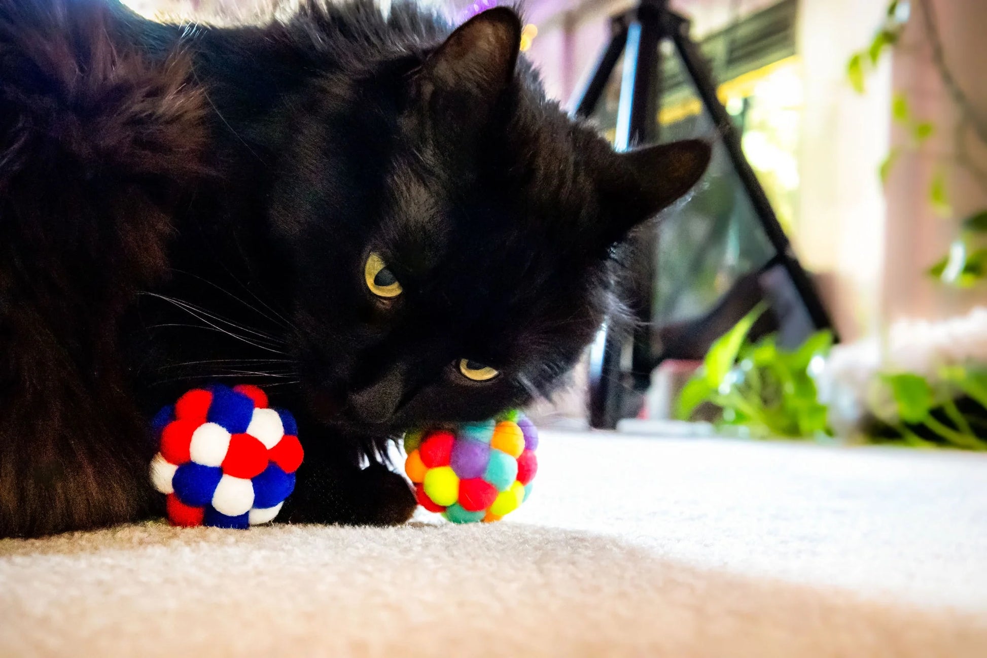 (6 Pack)  Pom Pom Cat Toy, Assorted Colors