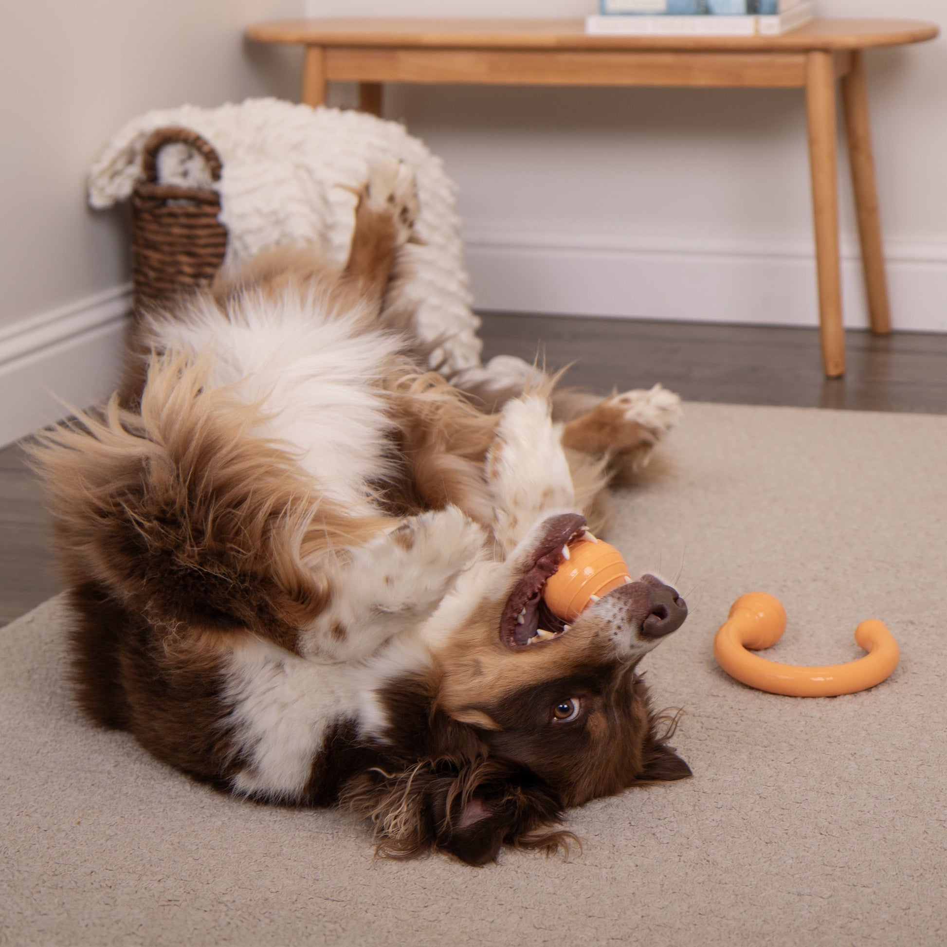 Looper Dog Toy with Chew Guard Technology - Durable, Tough, and Squeaky - Small Size, Orange