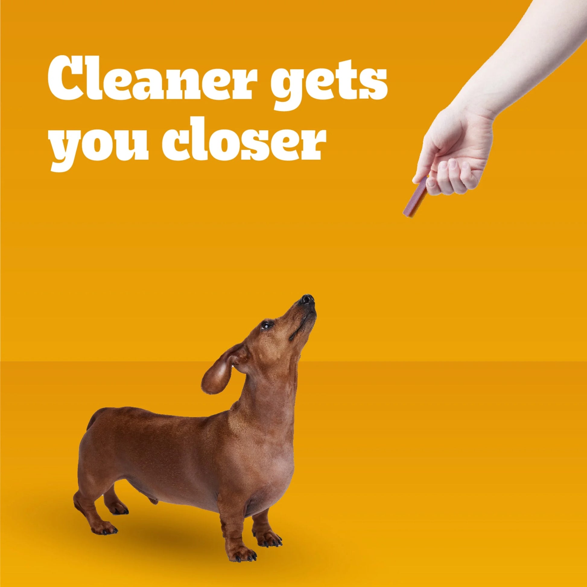 Dentastix Bacon & Chicken Dual Flavor Dental Treats for Small Dogs, 5.08 oz Pack