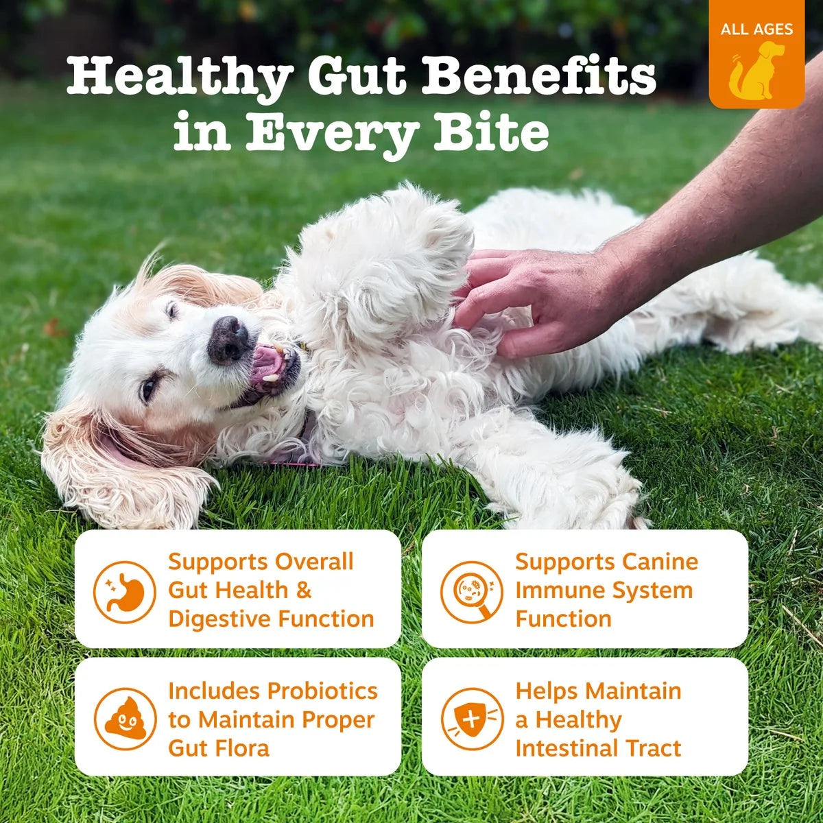 Probiotic Bites for Dogs, to Support Gut Health, Pumpkin 60Ct