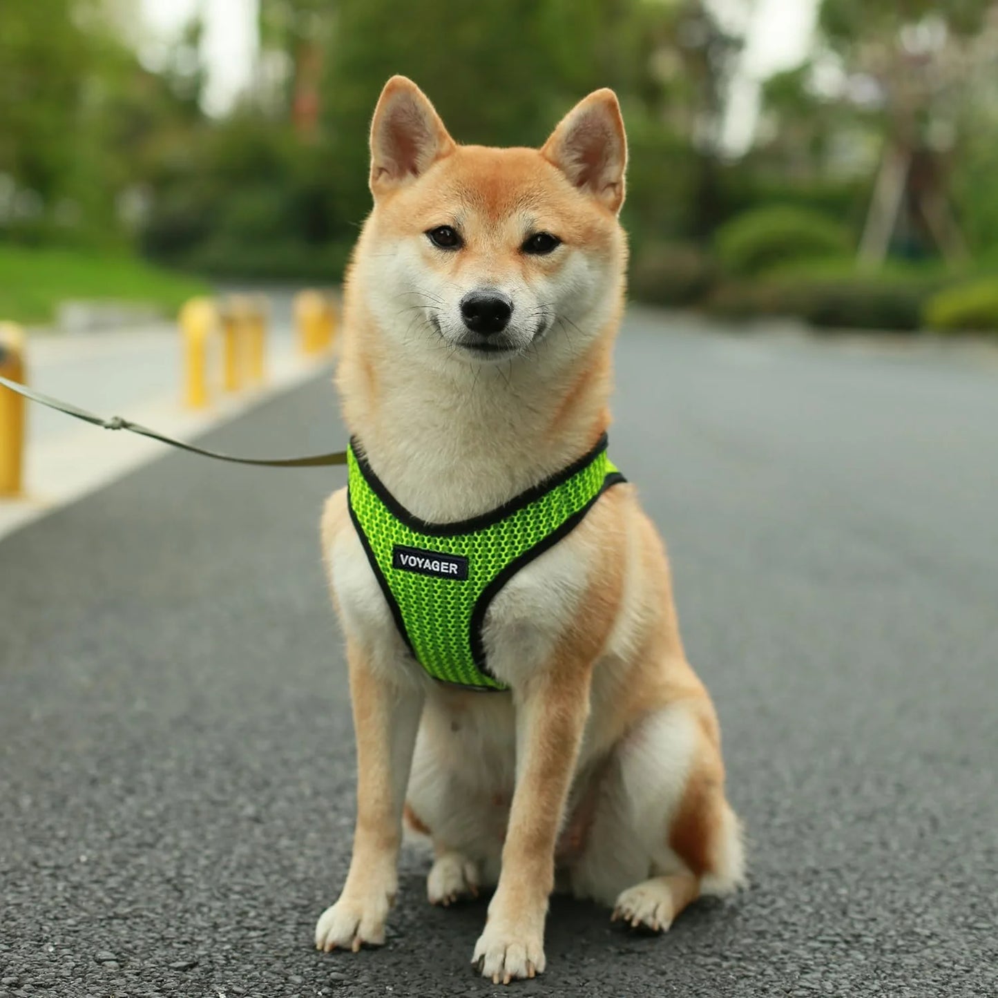 Step-In Air Mesh Dog Harness by