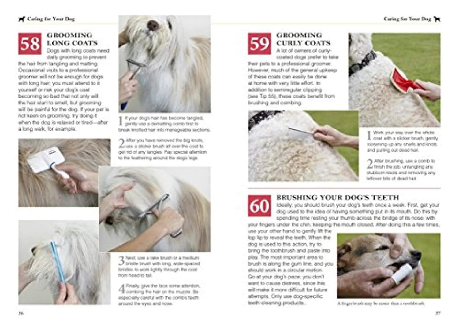 101 Essential Tips for Dog Care (Paperback)