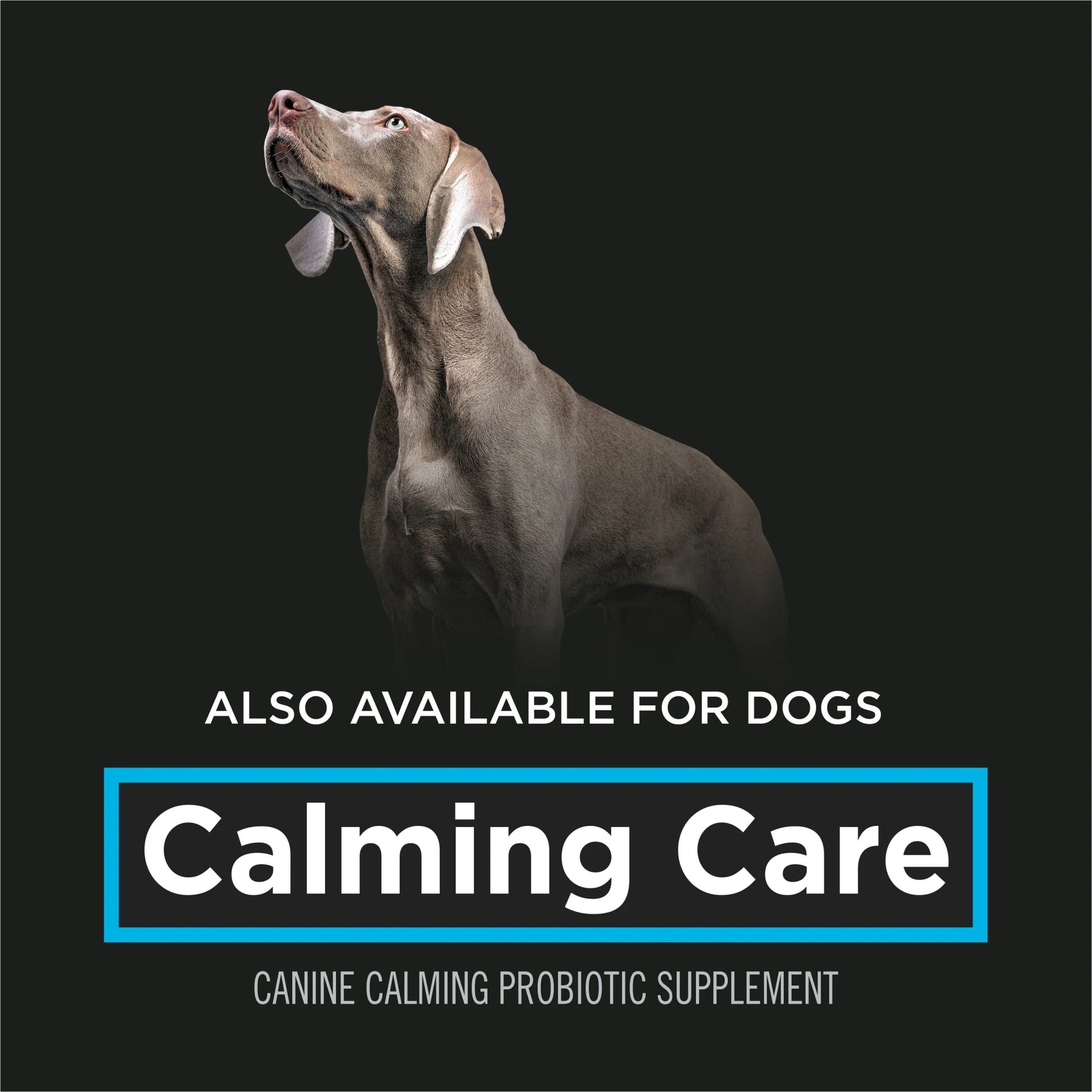 Veterinary Supplements Calming Care Feline Calming Cat Supplements, 30 Ct Box