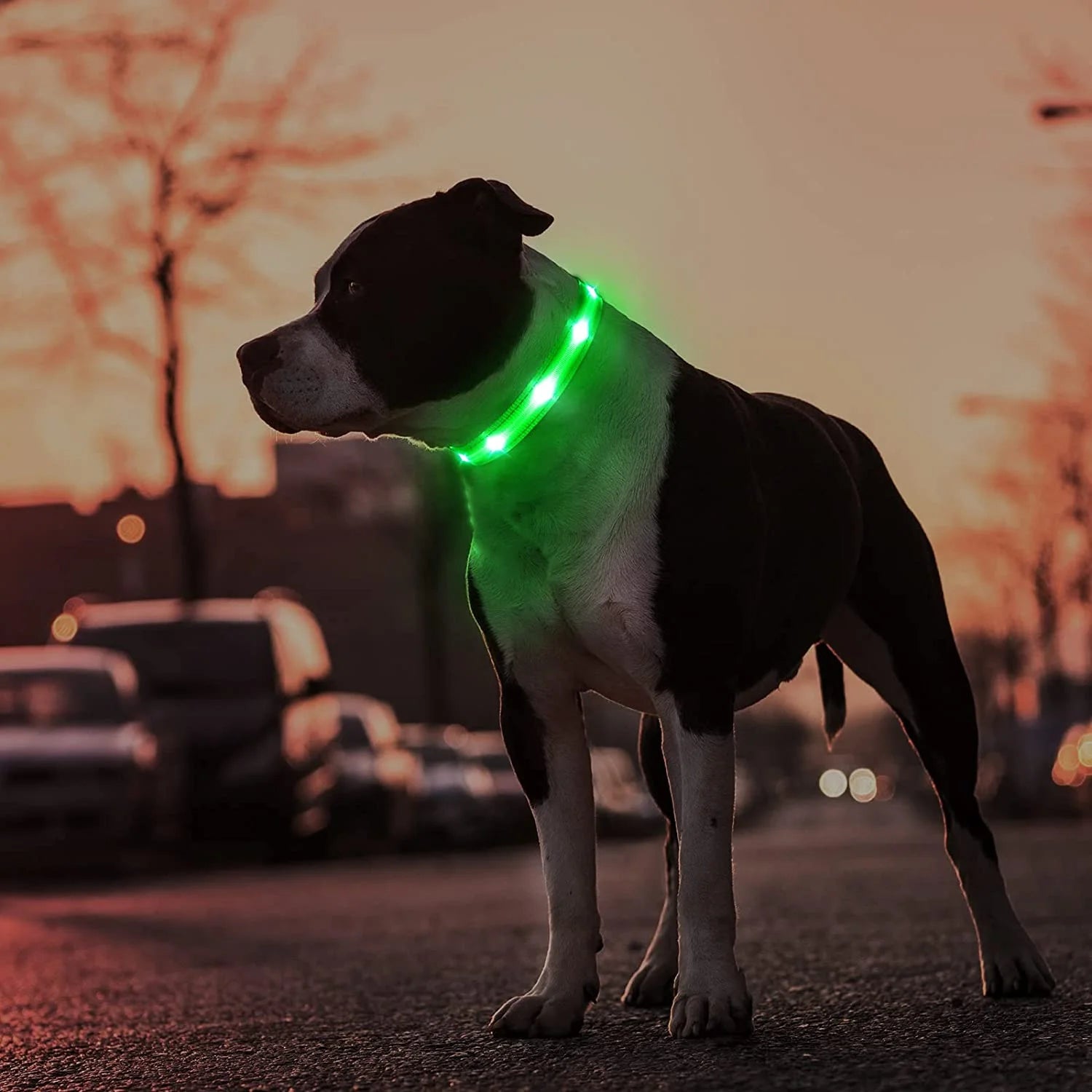 Rechargeable LED Dog Collar - Waterproof Color Changing Glow in the Dark Collar for Dogs of All Sizes (Neon Green)