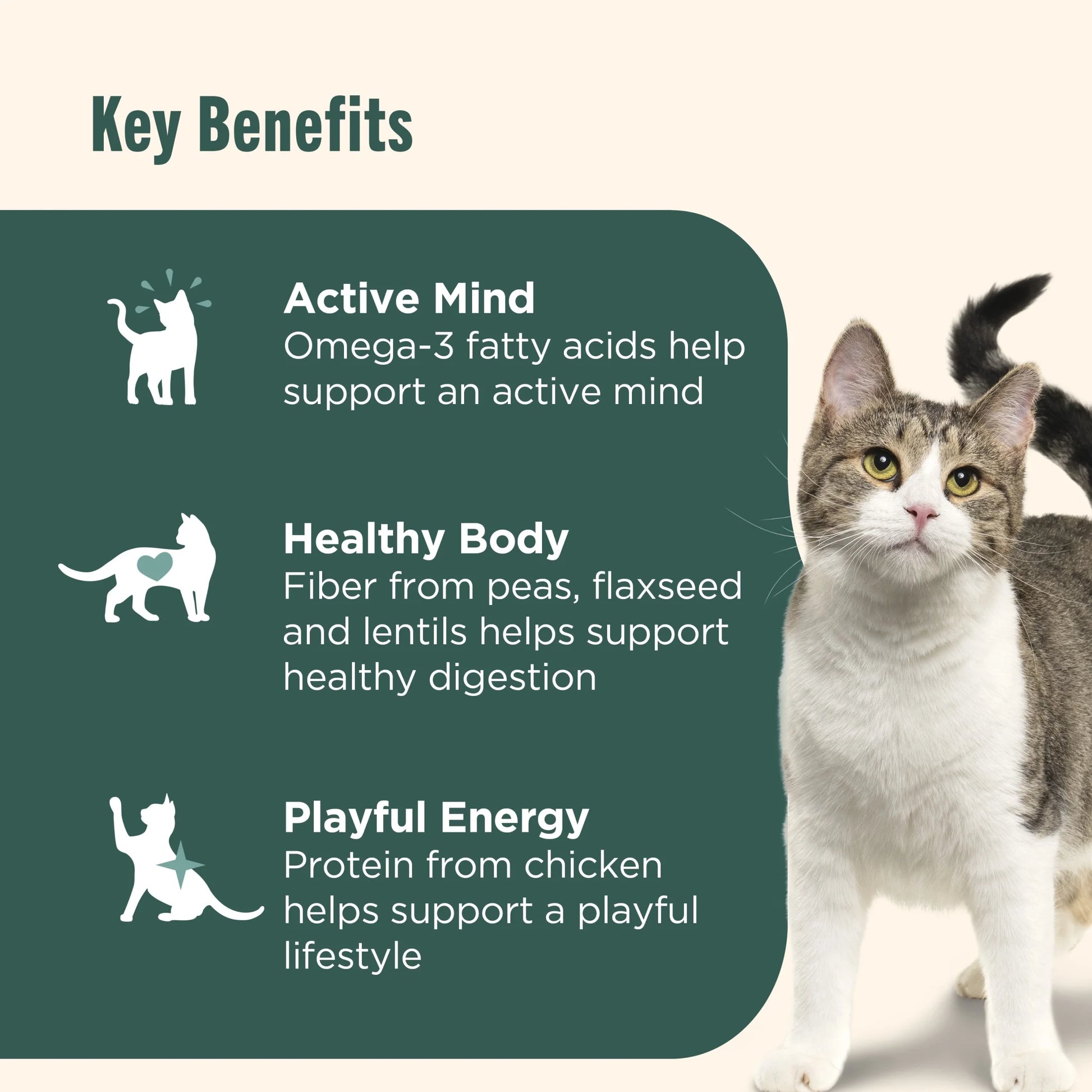 Indoor Complete Dry Cat Food with Chicken, Lentils, and Salmon by Rachael Ray, 3 lb Bag