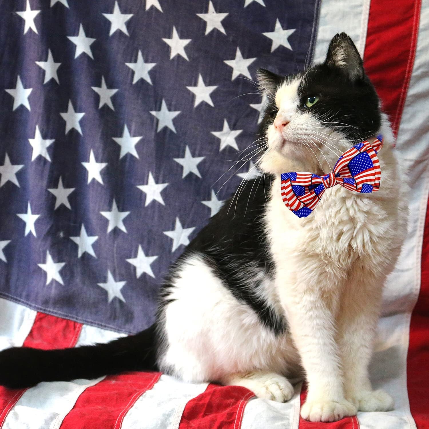 4Th of July Cat Bow Tie Collar with Bell, Independence