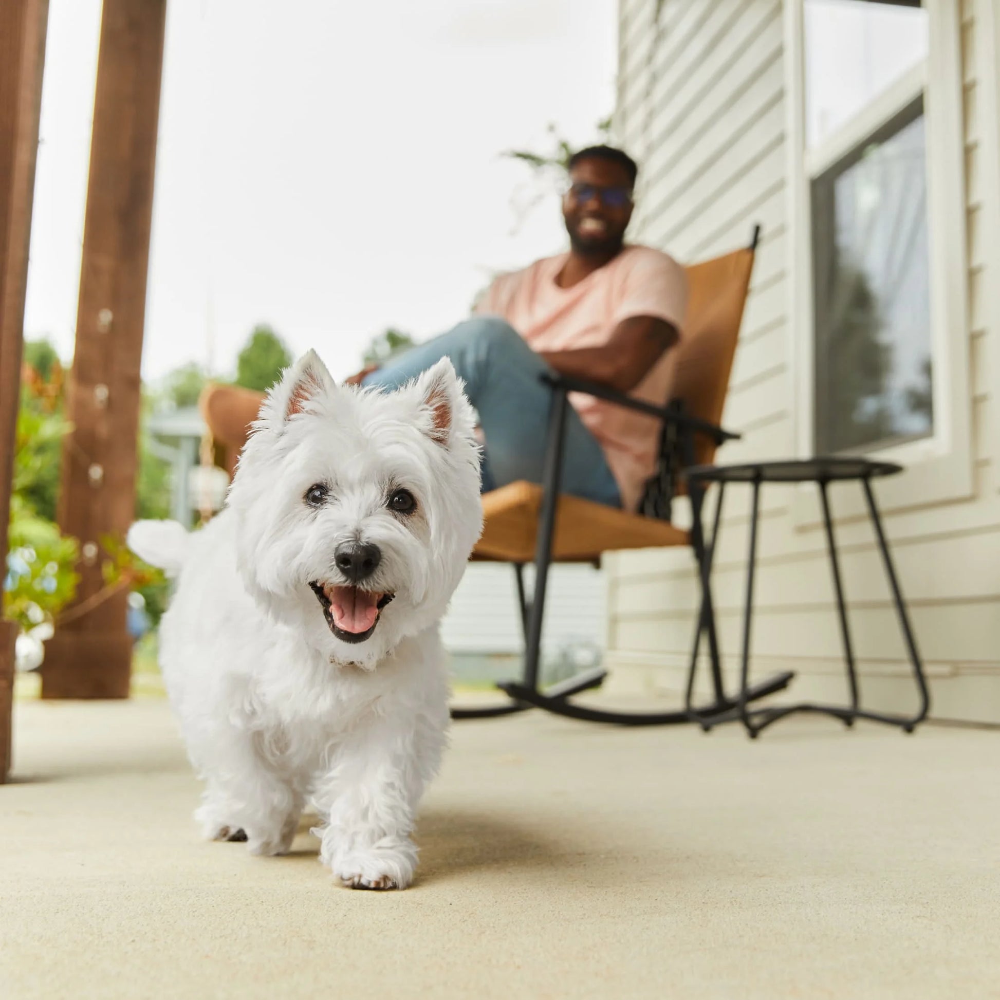 Classic Loaf in Sauce Wet Dog Food Variety Pack, 3.5 oz Trays (12 Count)