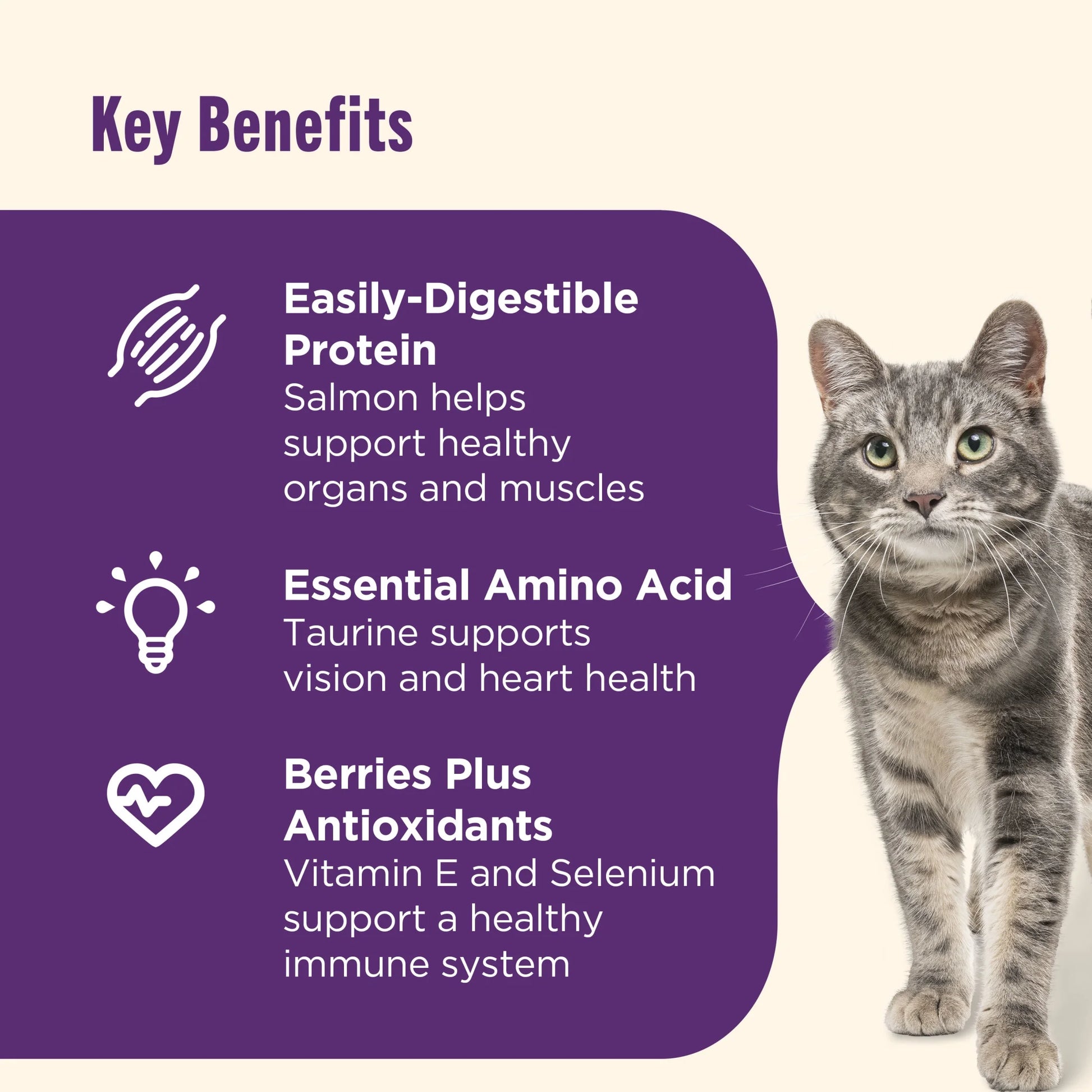 Senior Healthy Aging Chicken, Chickpea, and Salmon Dry Cat Food - 3 lb Bag by Rachael Ray