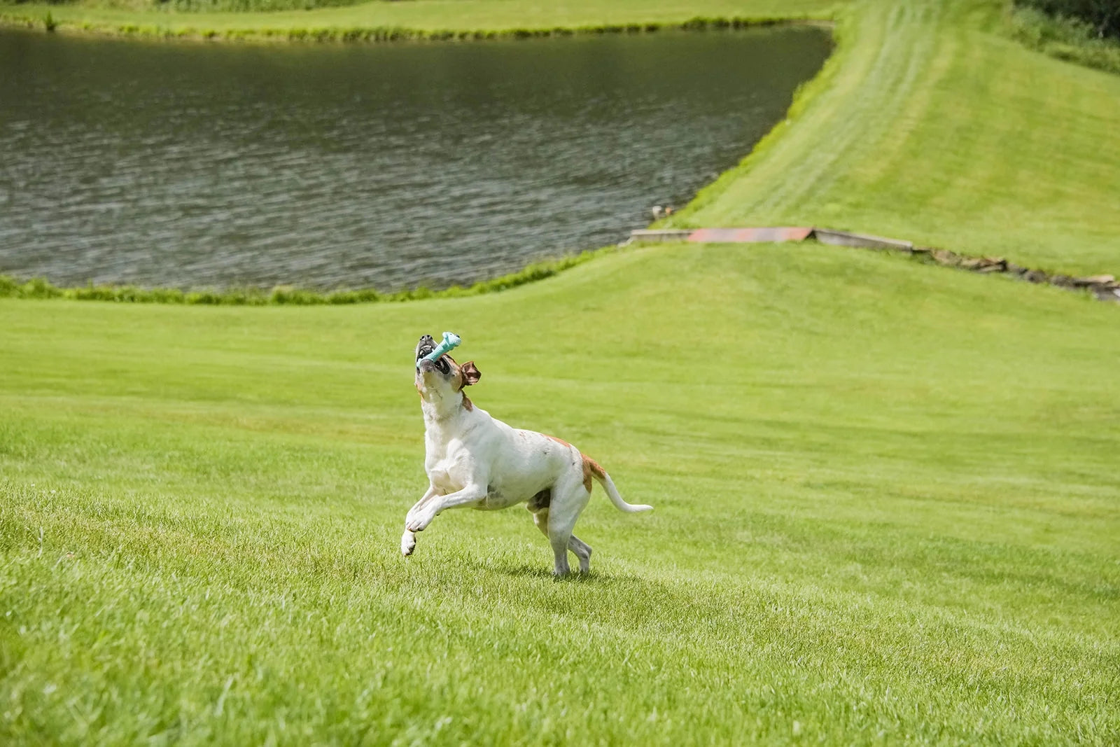 Loofa Latex Plush Dog Toy with Smiling Design
