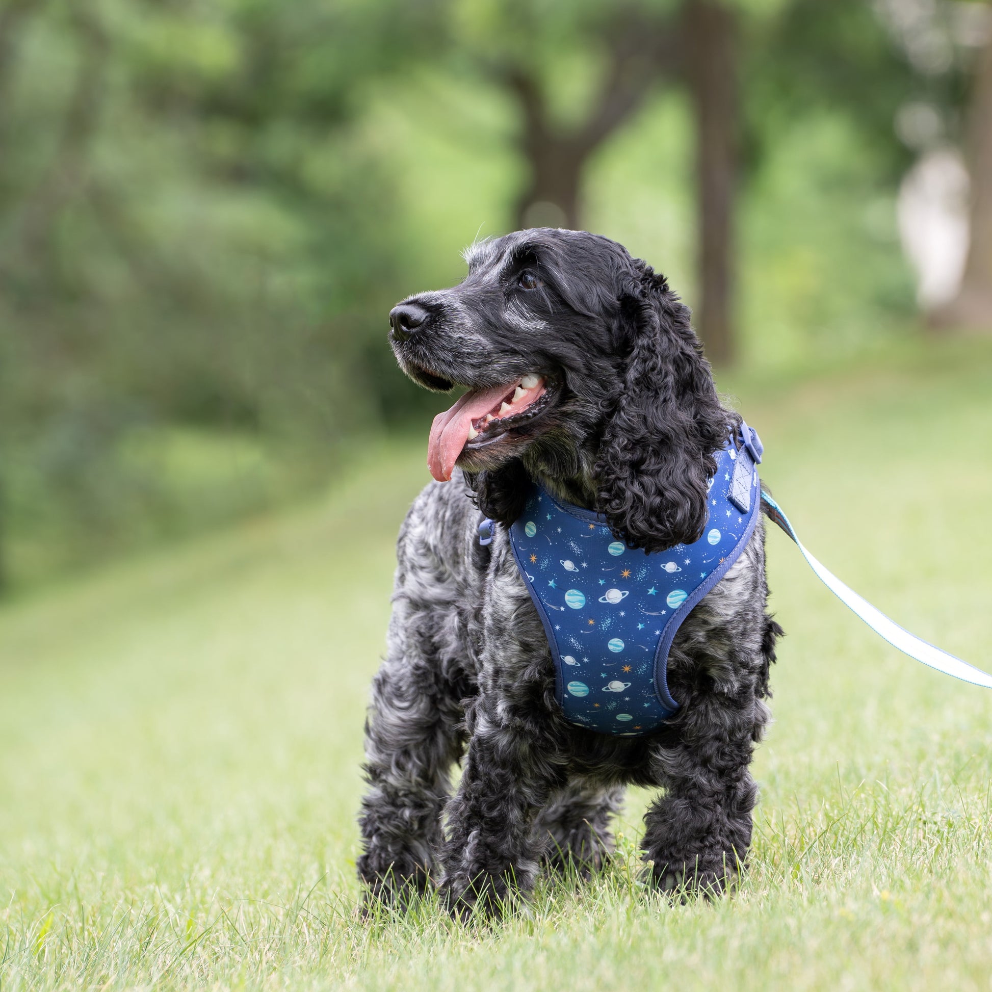 Adjustable Dog Harness for Space Adventures, Blue, Small, Made of Polyester and Spandex