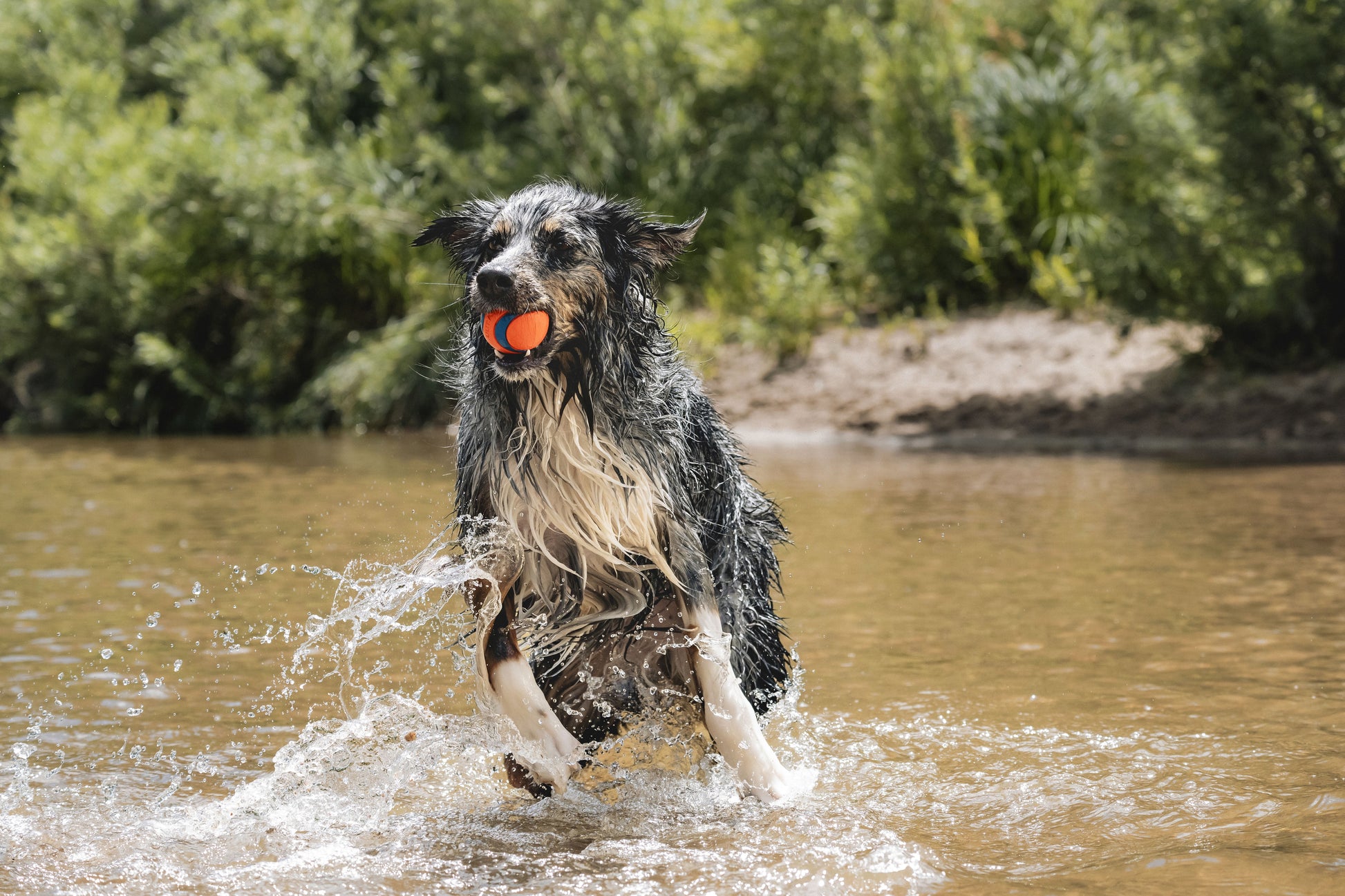Ultra Ball - Premium Rubber Super Bouncy Dog Toy for Land and Water, 3" Large Size for Dogs Weighing 60 to 100 lbs, Single Pack