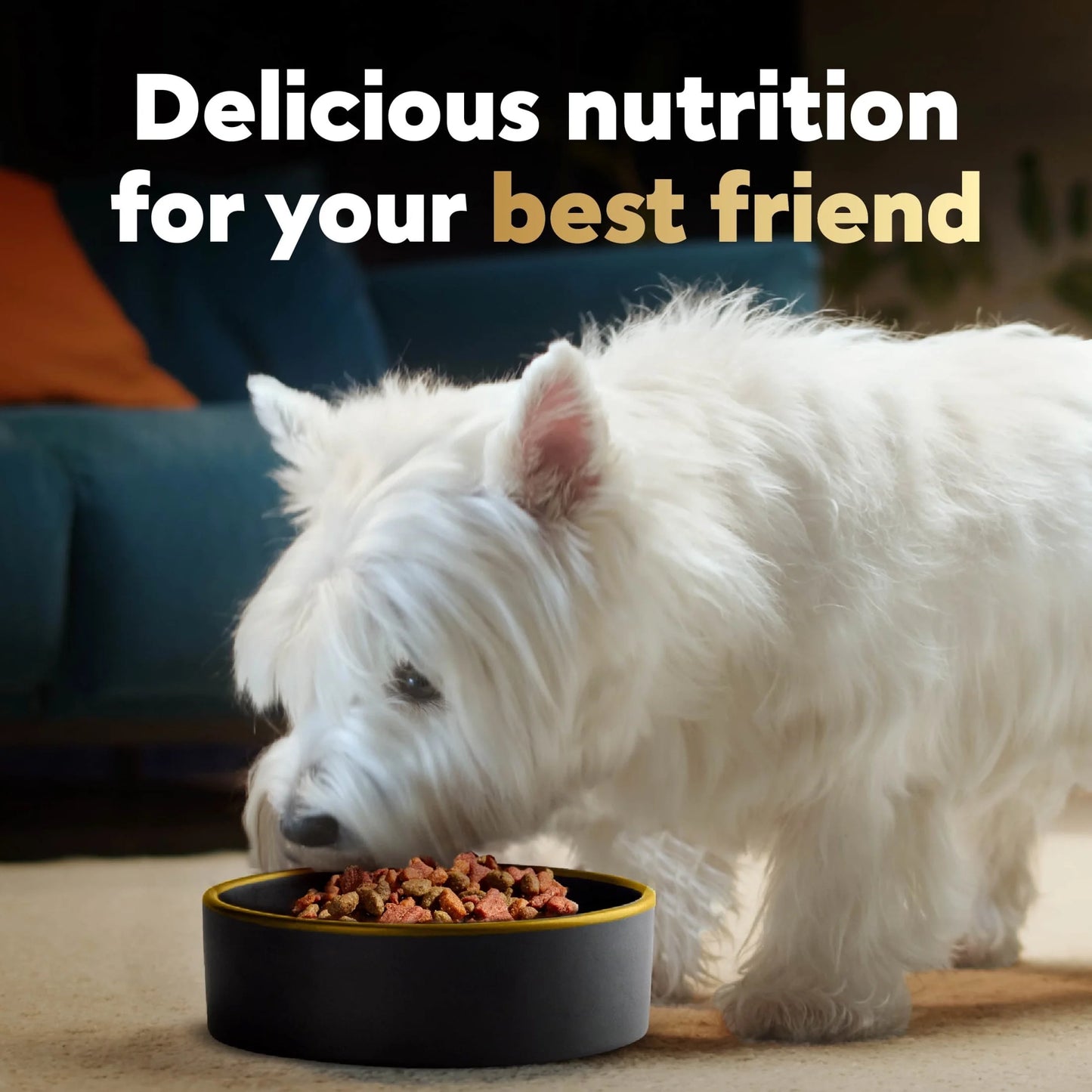 Filet Mignon with Spring Vegetables Dry Dog Food, 5 lb Bag