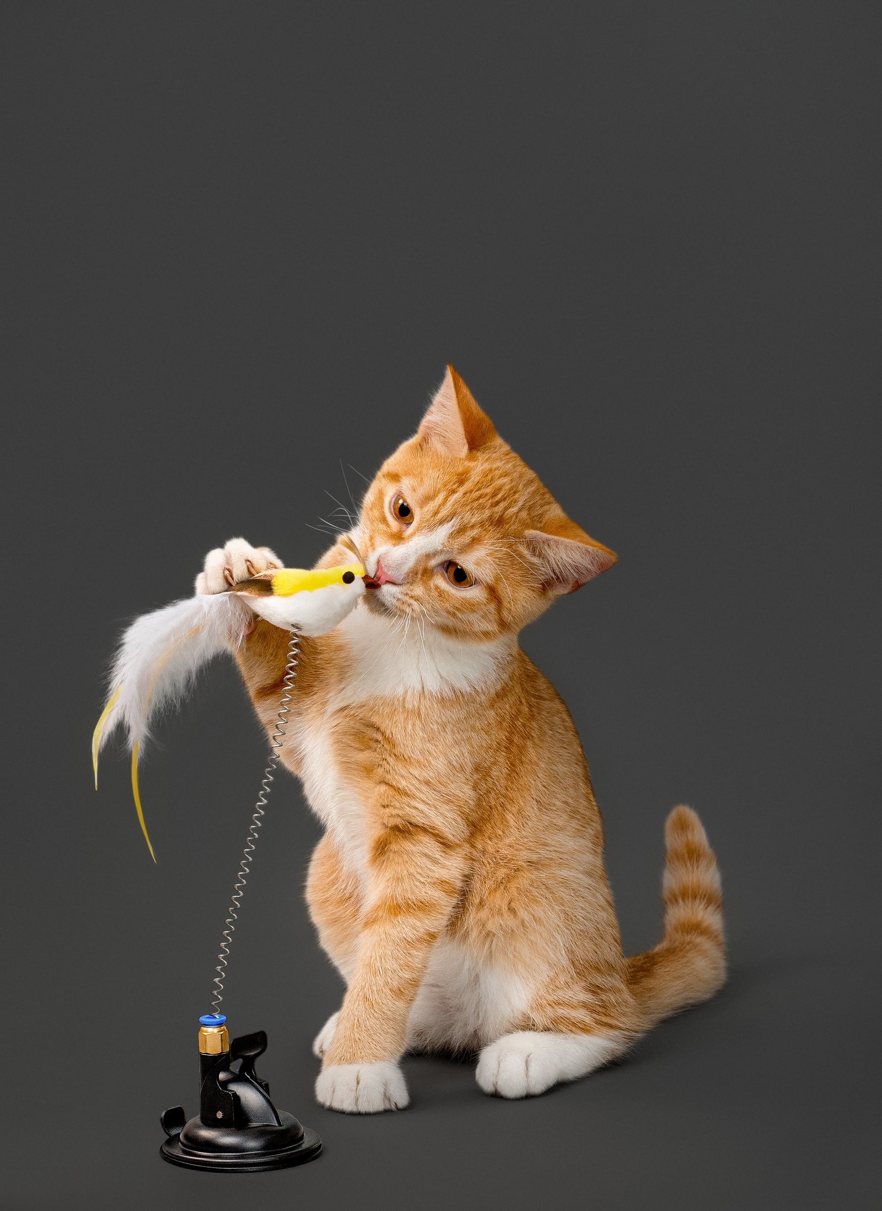 Spring Bird Cat Toy with Suction Cup