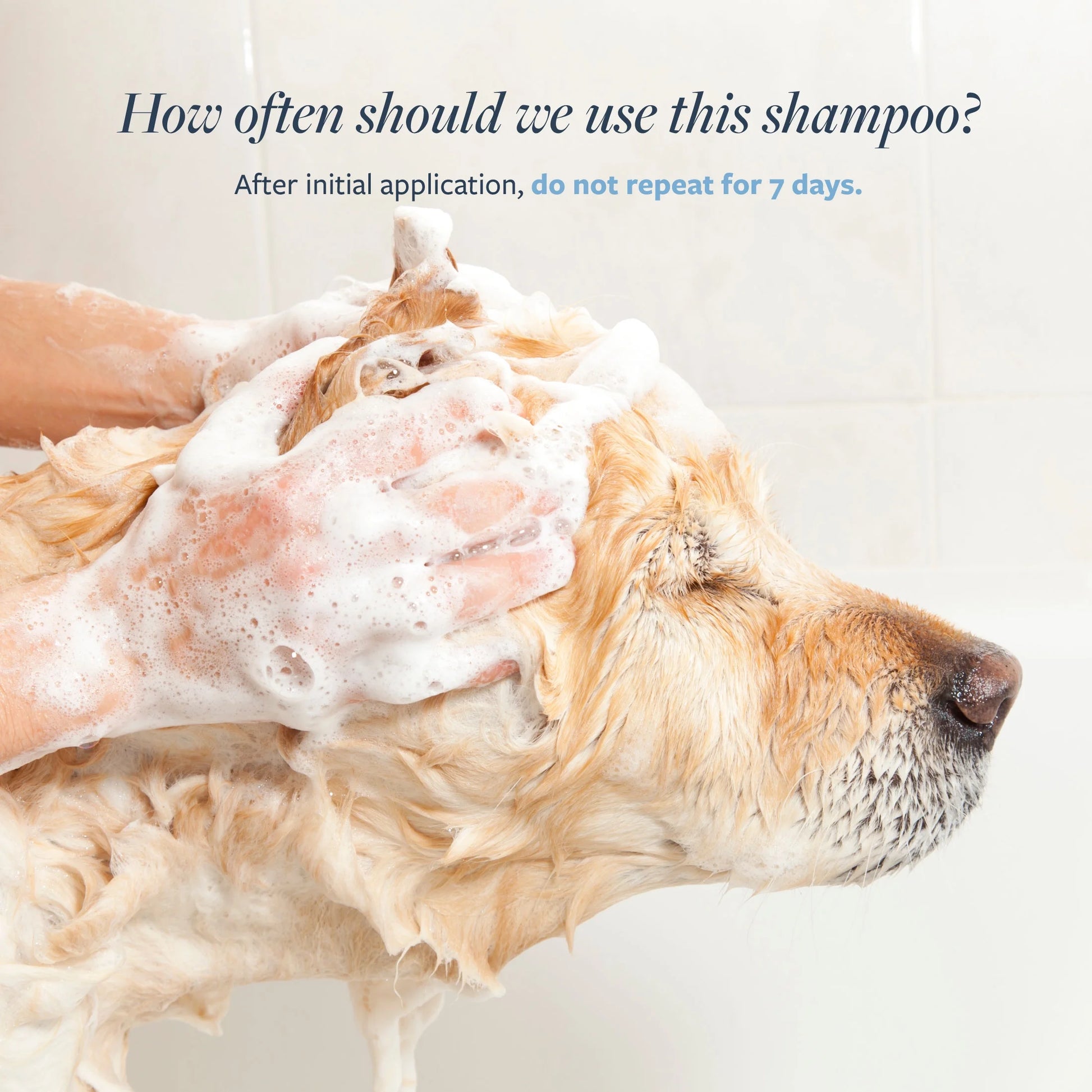 Clinical Care Flea & Tick Shampoo for Dogs and Cats, 16 Fl Oz