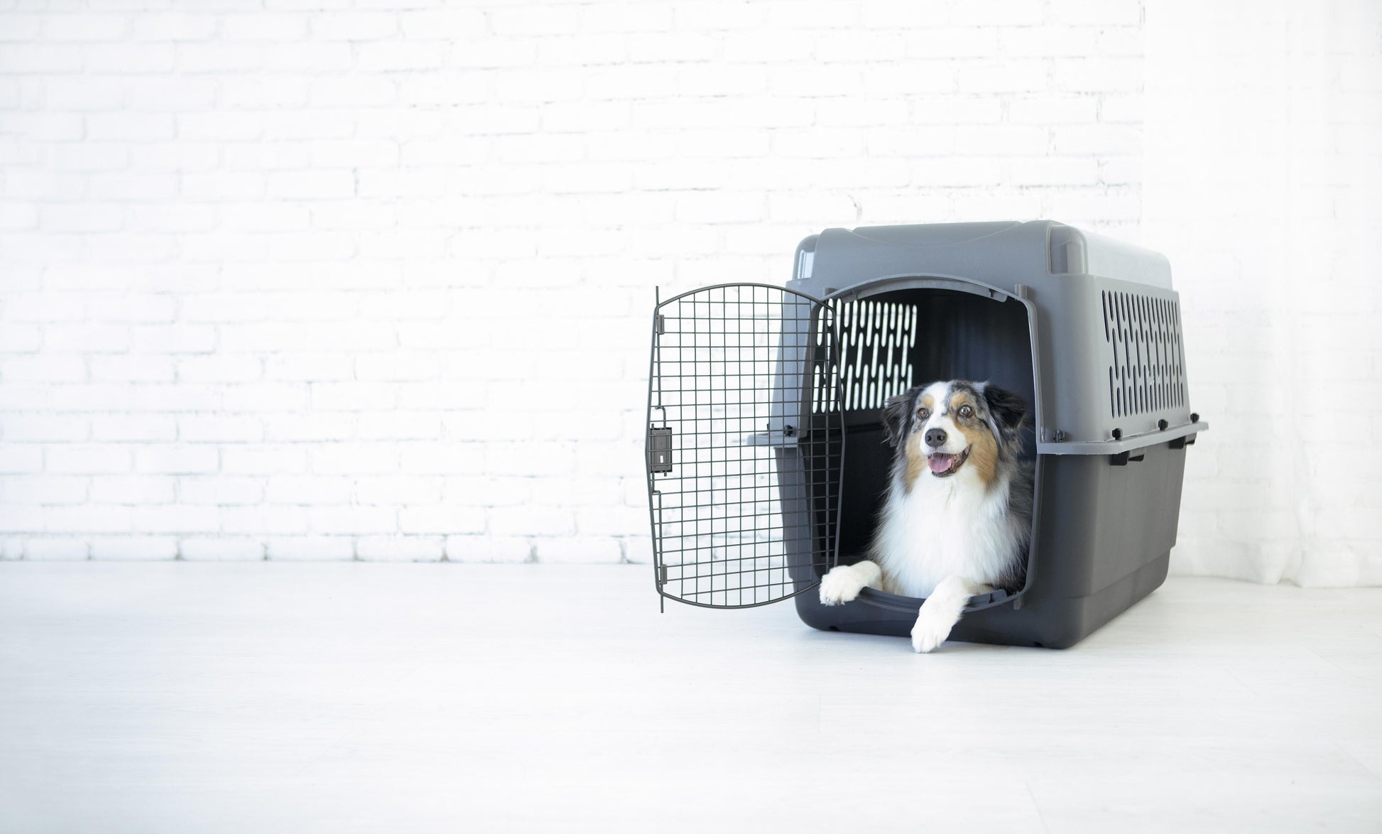 Traditional Travel Dog Kennel - Portable Plastic Carrier for Medium to Large Dogs (36", 50-70 lbs), Gray