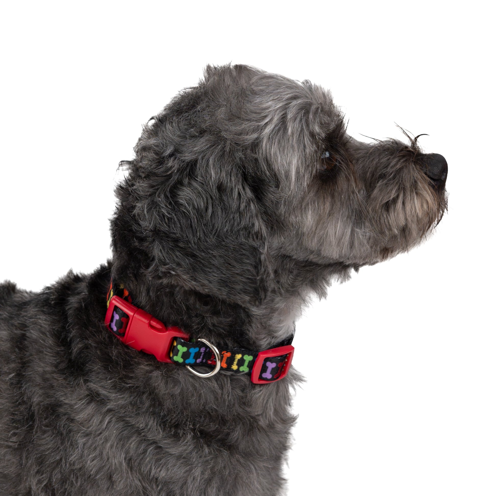 Multicolored Bone Print Fashion Dog Collar for Small Dogs