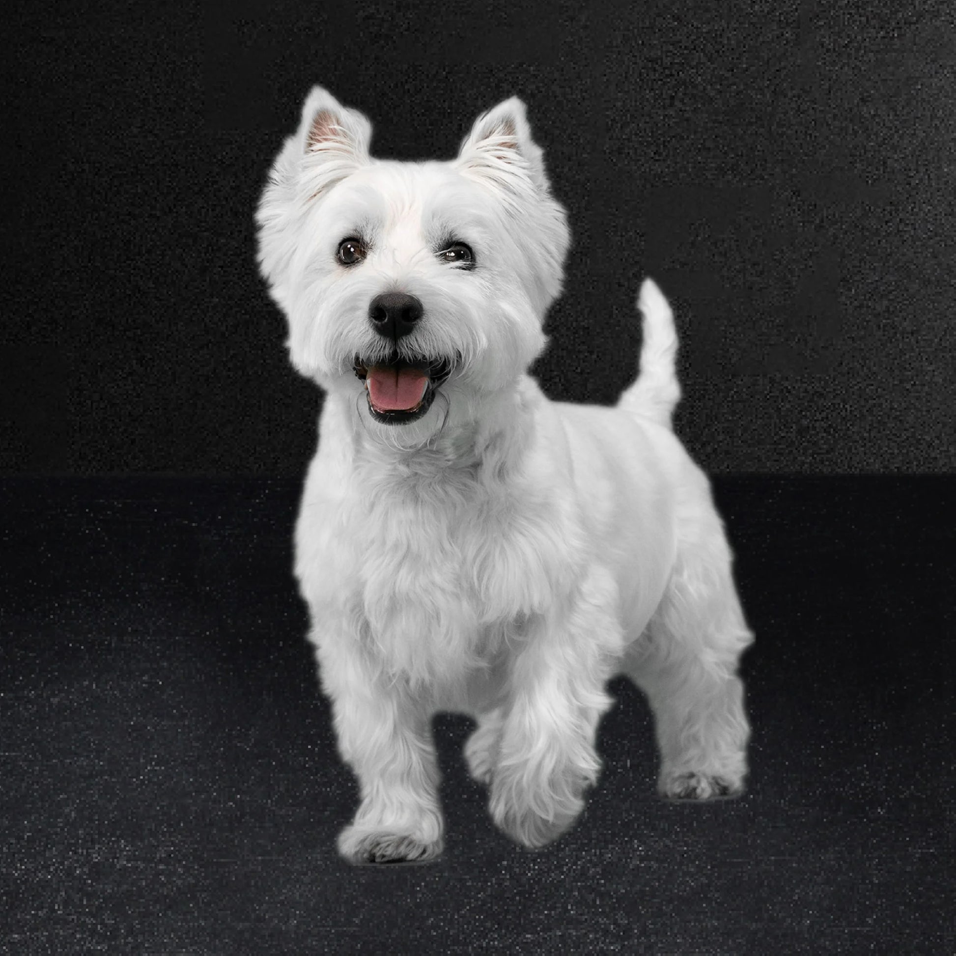 Home Delights Adult Dog Food with Turkey, Green Beans, and Potatoes, 3.5 oz.