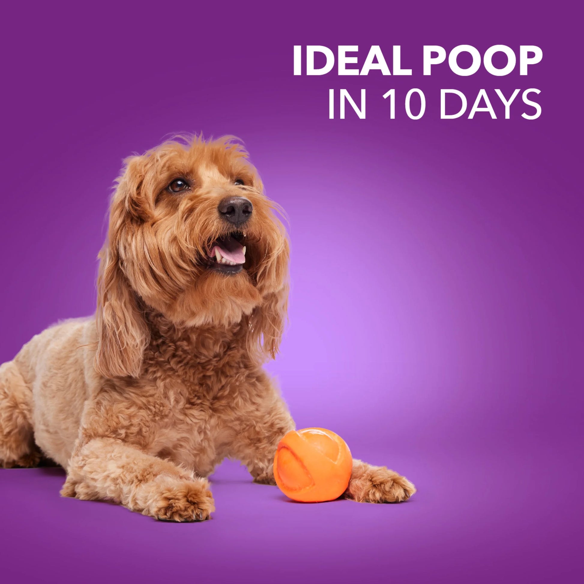 Advanced Health Adult Dry Dog Food for Healthy Digestion with Real Chicken, 13.5 lb Bag