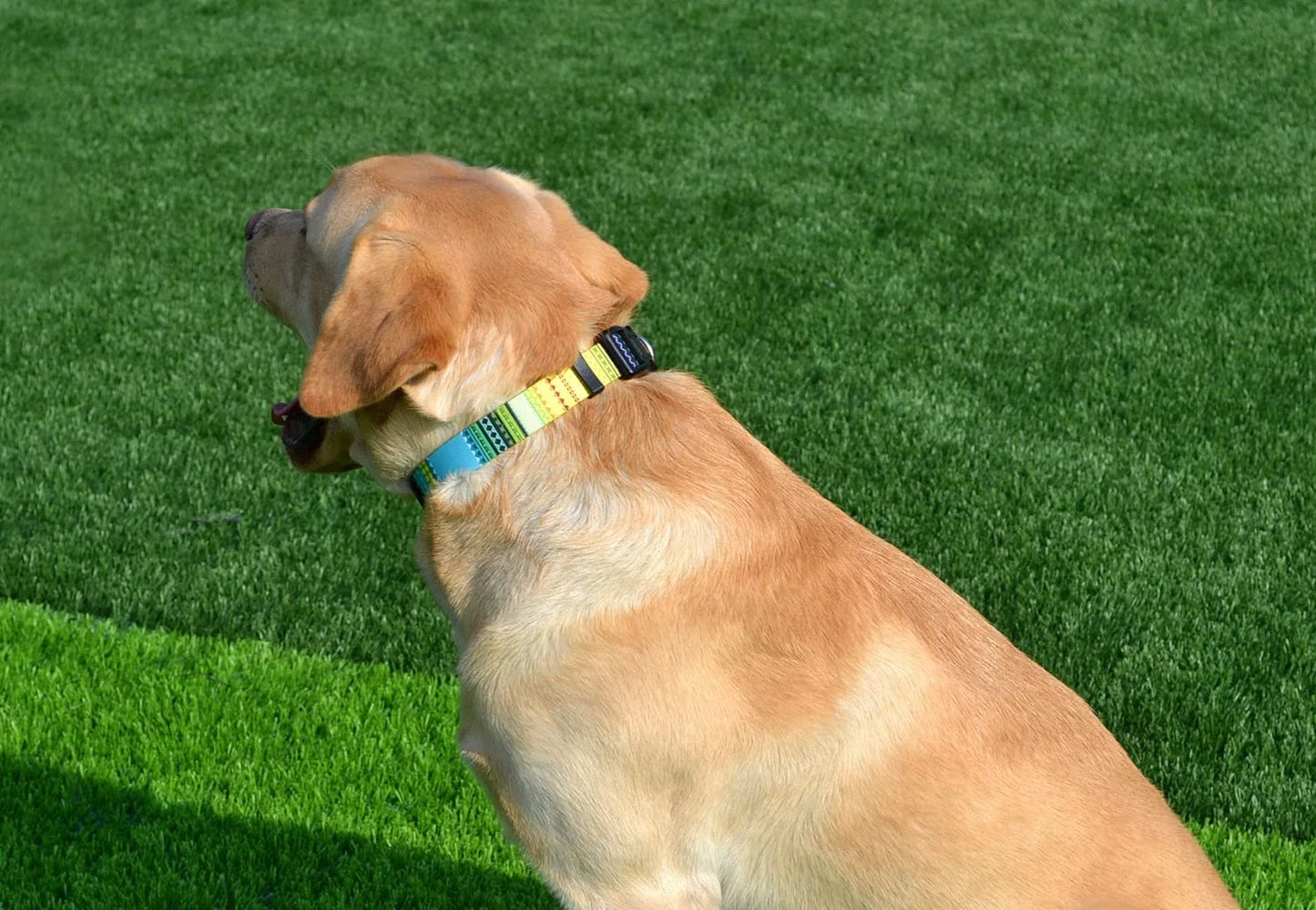 Pattern Dog Collar for Small Medium Large Dogs, Adjustable Design for Male Female Puppy Pet