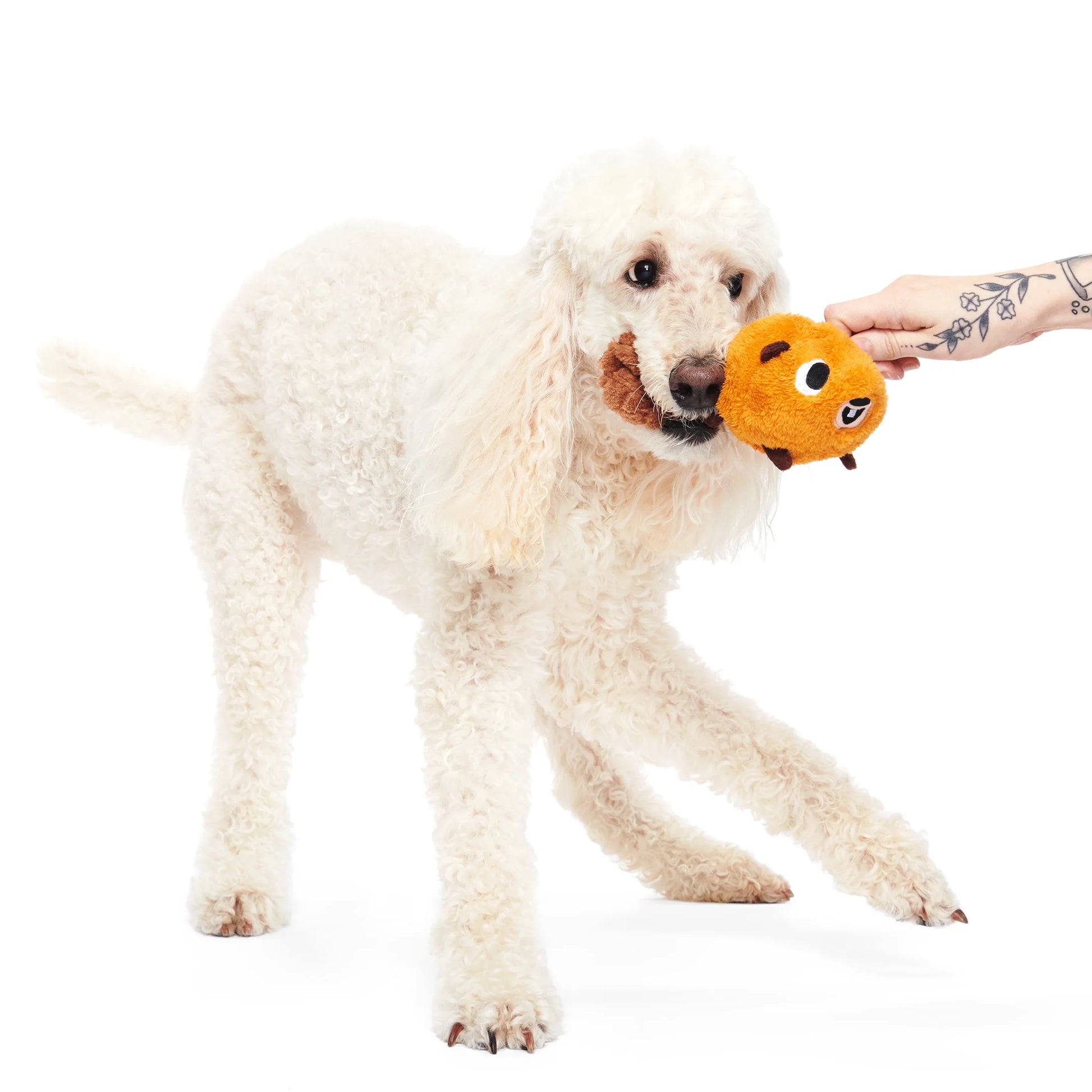 Plush Dam Daniel Beaver Dog Toy in Brown for Small to Medium Breeds