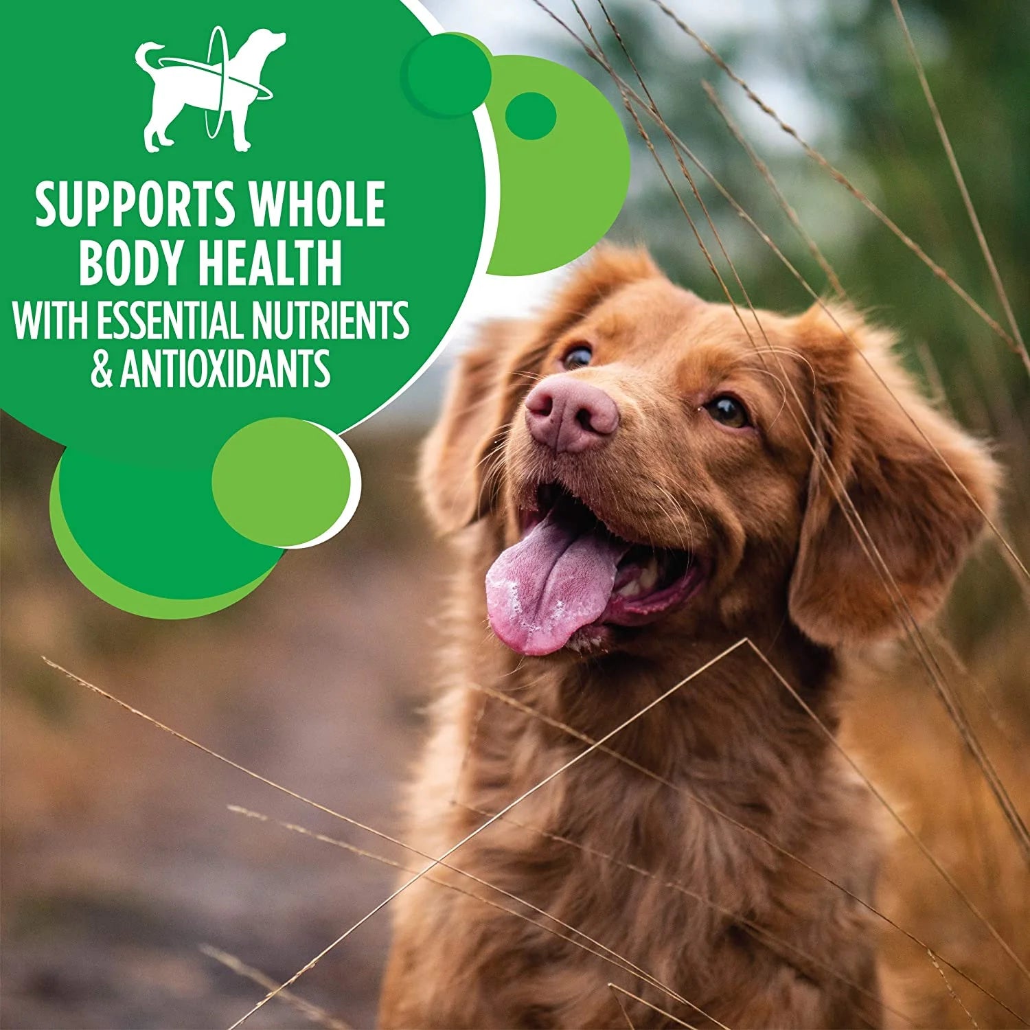 Adult Dry Dog Food with Chicken Minichunks