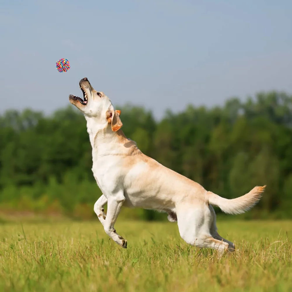 Durable Dog Chew Toys - 8 Pack Interactive Washable Rope Toys for Aggressive Chewers, Ideal for Puppies and Small to Medium Dogs