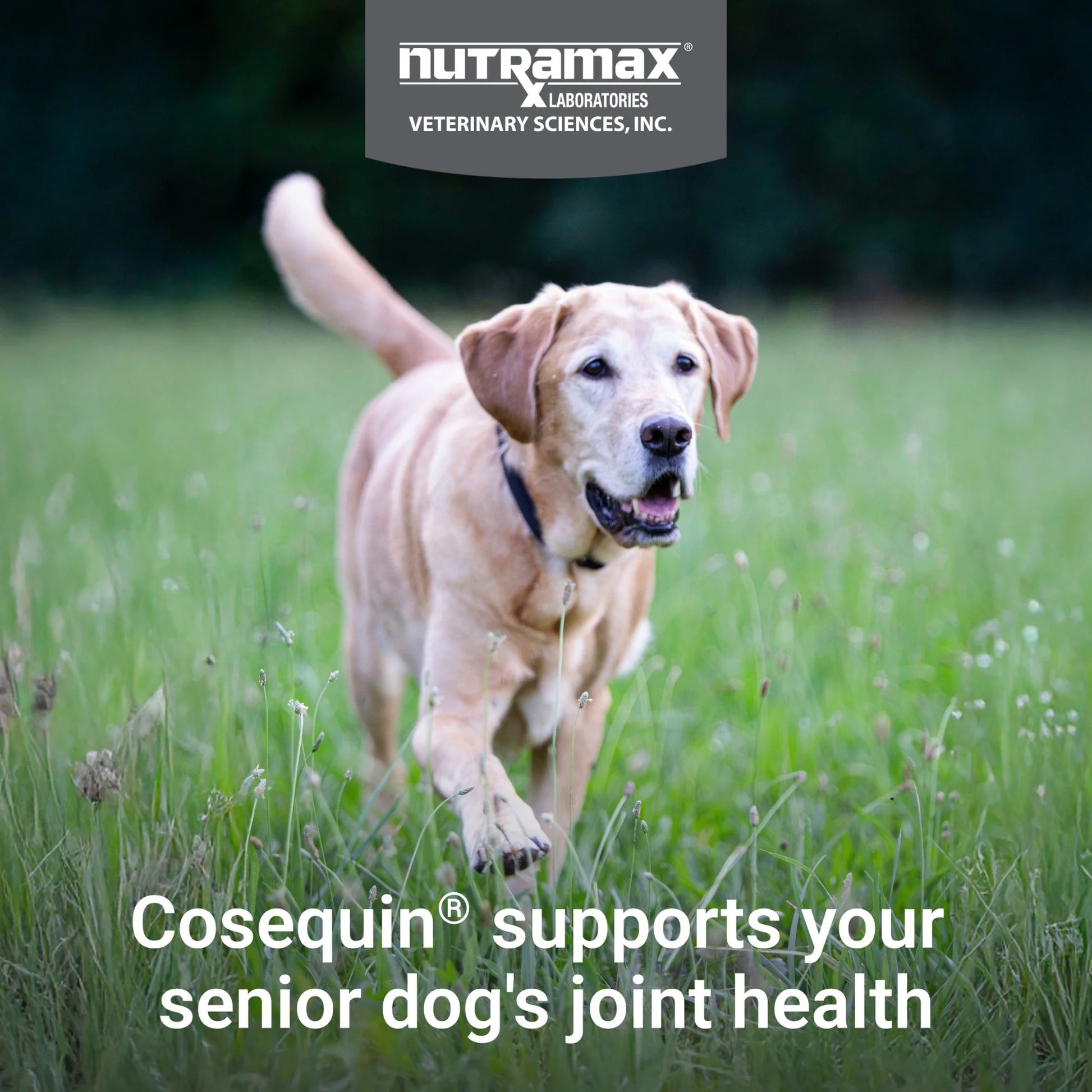 Nutramax Cosequin Senior Joint Health Supplement for Senior Dogs, 120 Soft Chews