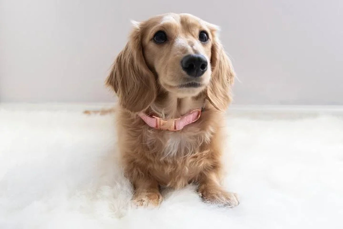 Dolce Rose Adjustable Medium Dog Collar