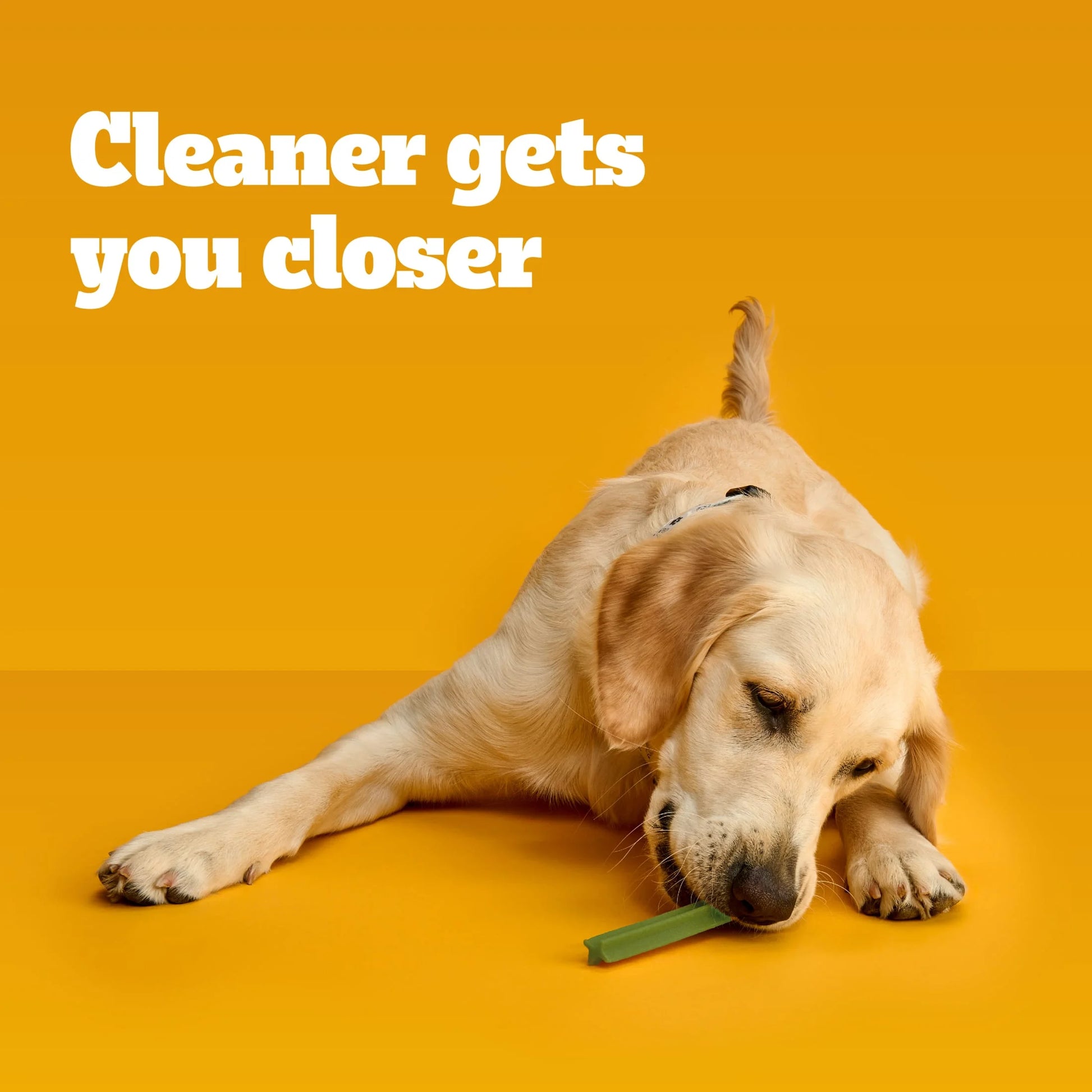 Dentastix Fresh Flavor Large Breed Dog Treats, 1.87 lb Bag