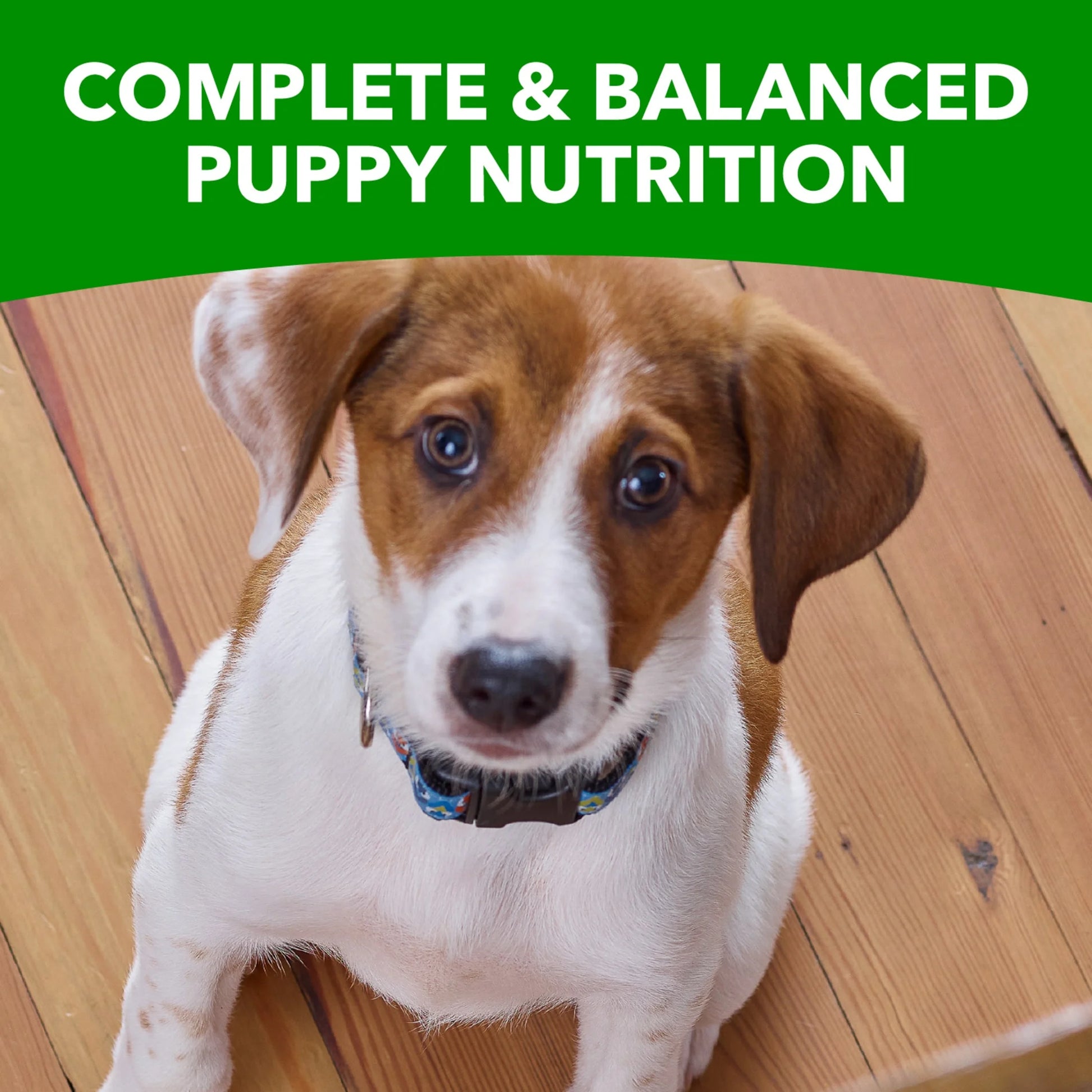 Proactive Health Chicken Dry Dog Food for Puppies, 7 lb Bag