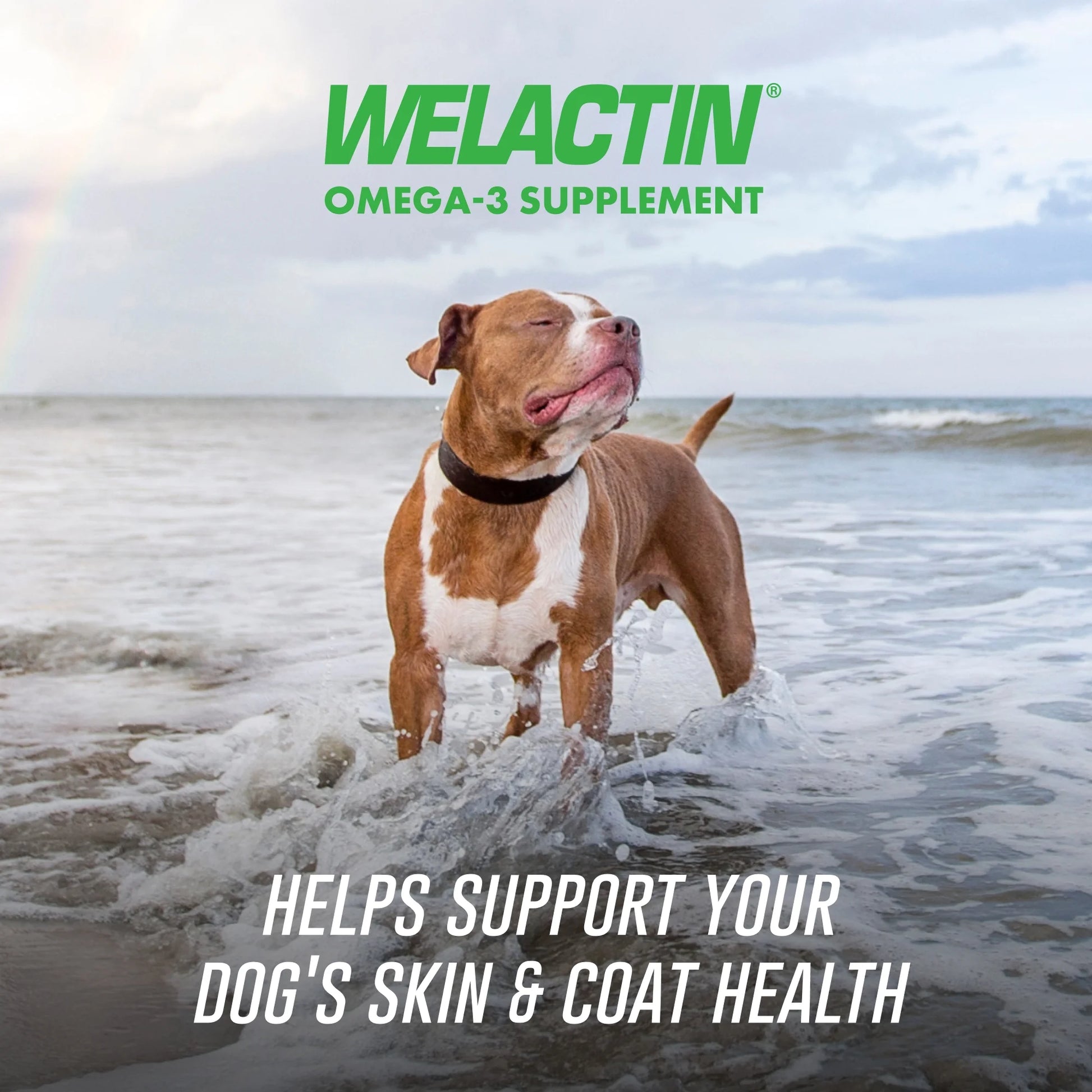 Nutramax Welactin Daily Omega-3 Supplement for Dogs, Skin & Coat Health plus Overall Health, 60 Soft Chews