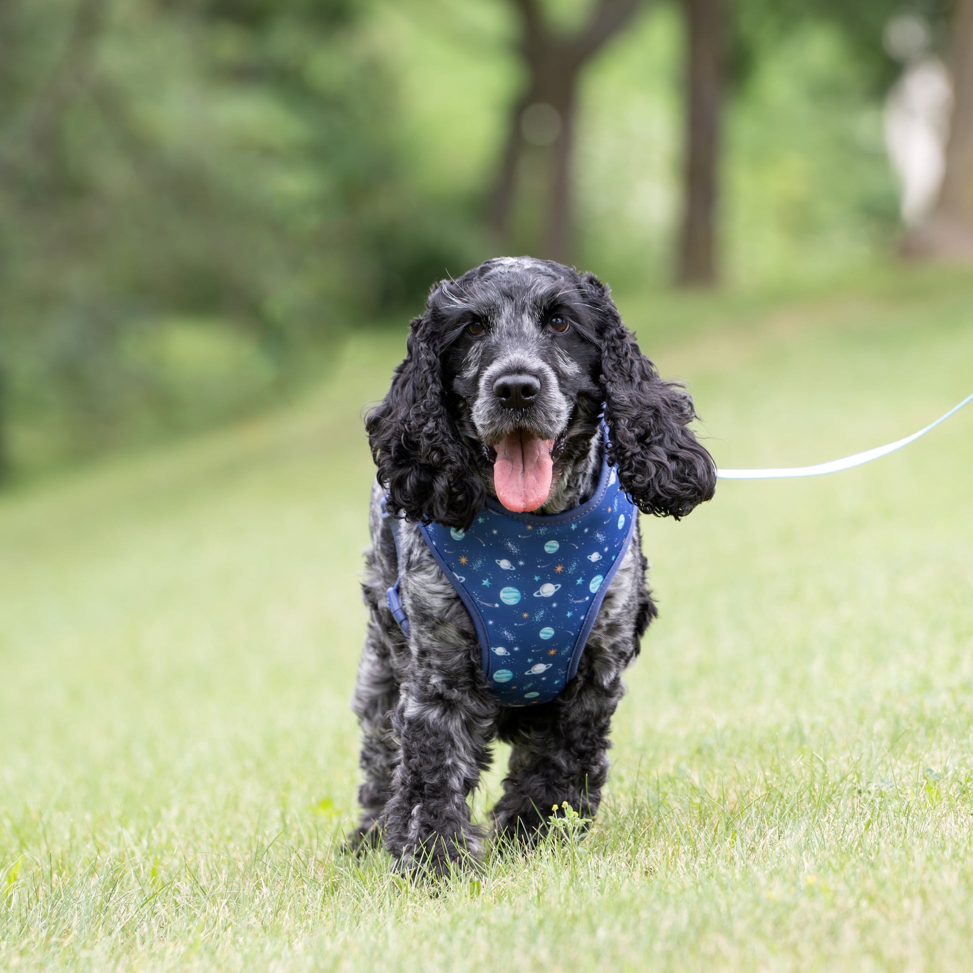 Adjustable Dog Harness for Space Adventures, Blue, Small, Made of Polyester and Spandex