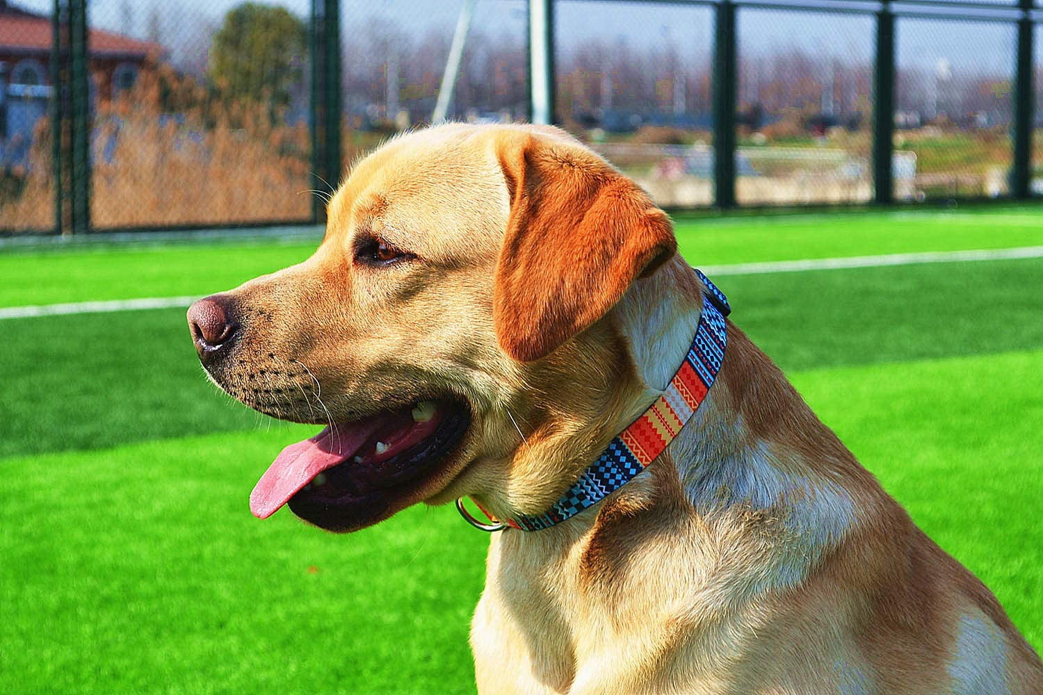 Pattern Dog Collar for Small Medium Large Dogs, Adjustable Design for Male Female Puppy Pet