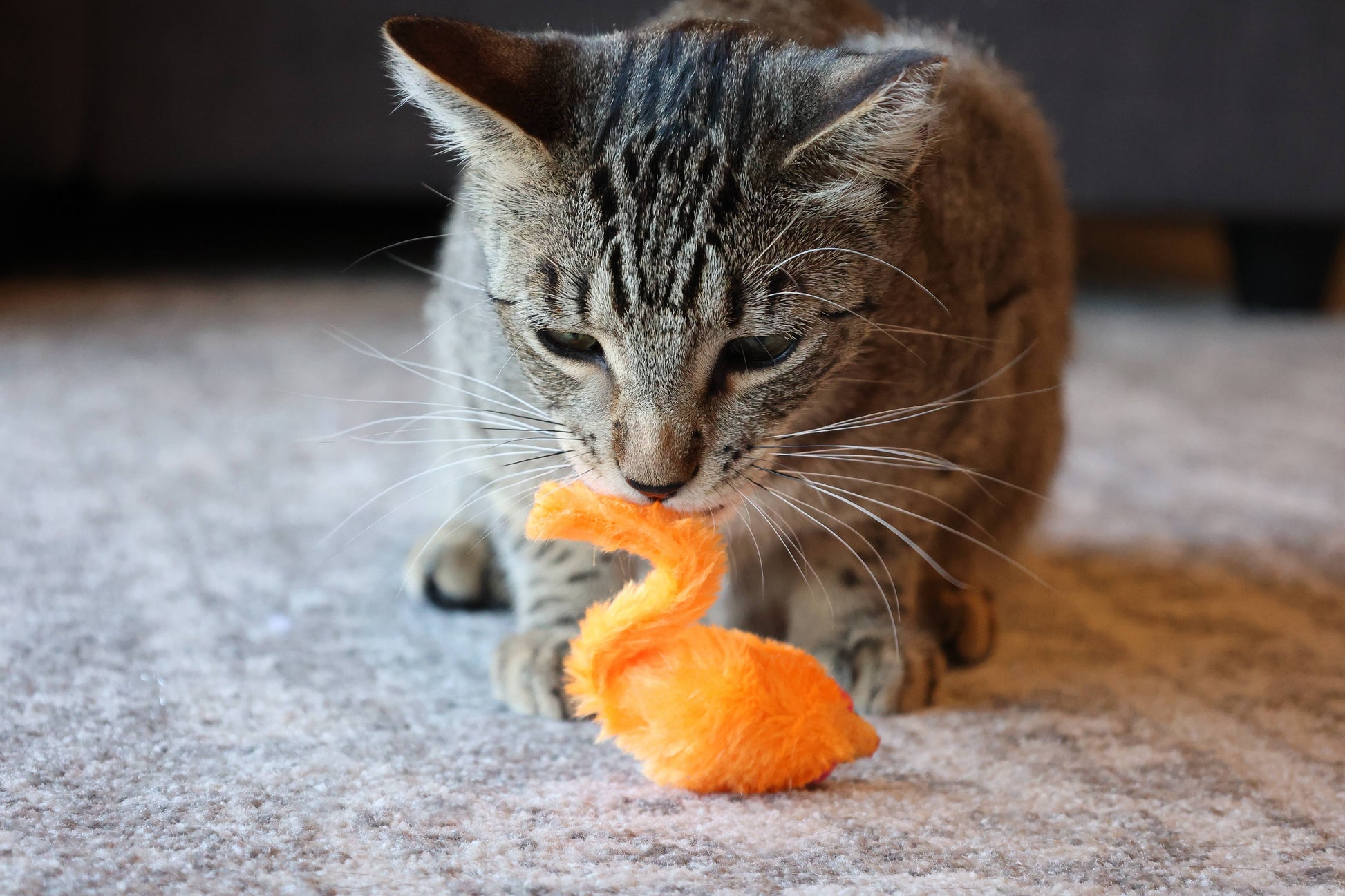 24-Piece Assorted Cat Toy Set