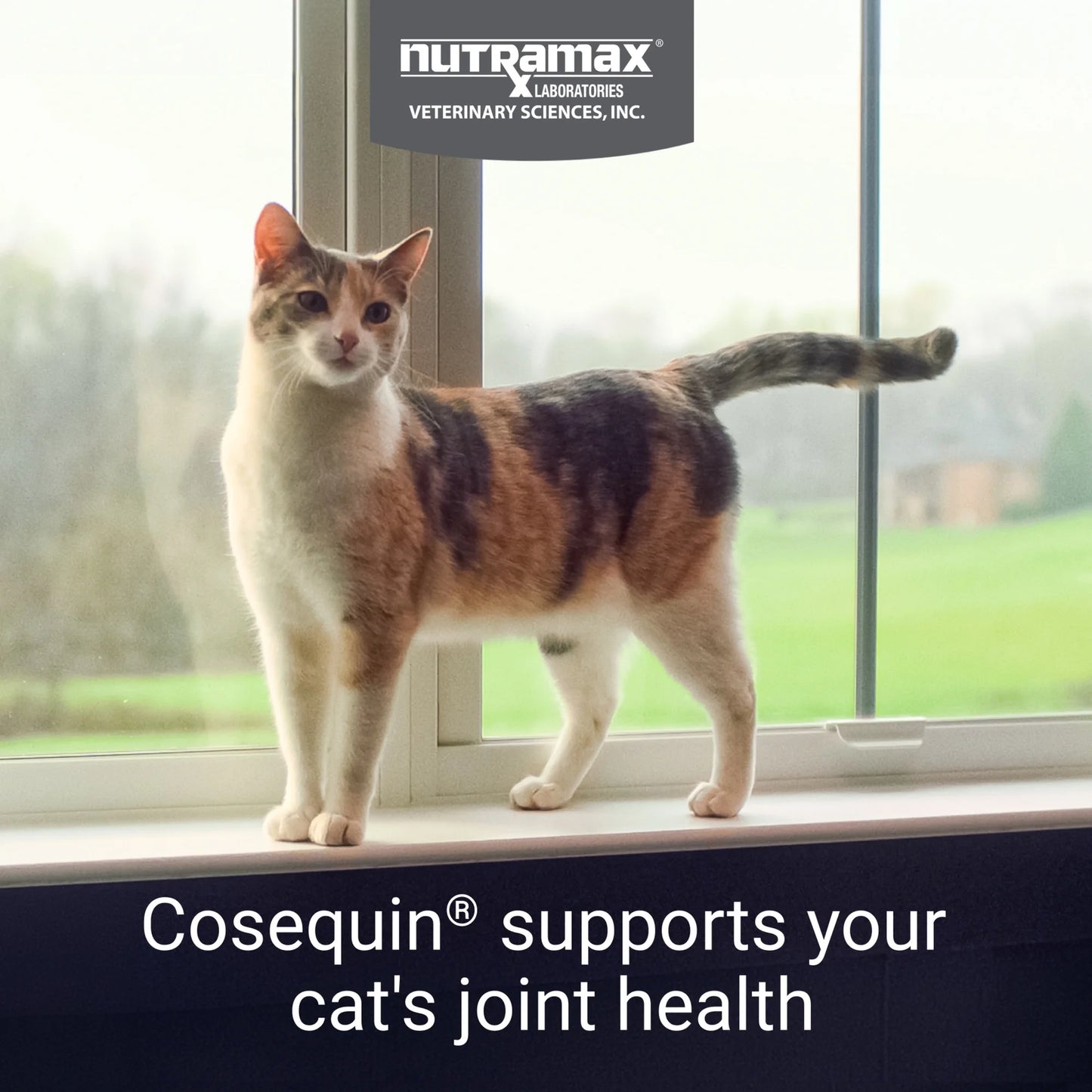 Nutramax Cosequin for Cats Joint Health Supplement, Contains Glucosamine for Cats, Sprinkle Capsules, 30 Count