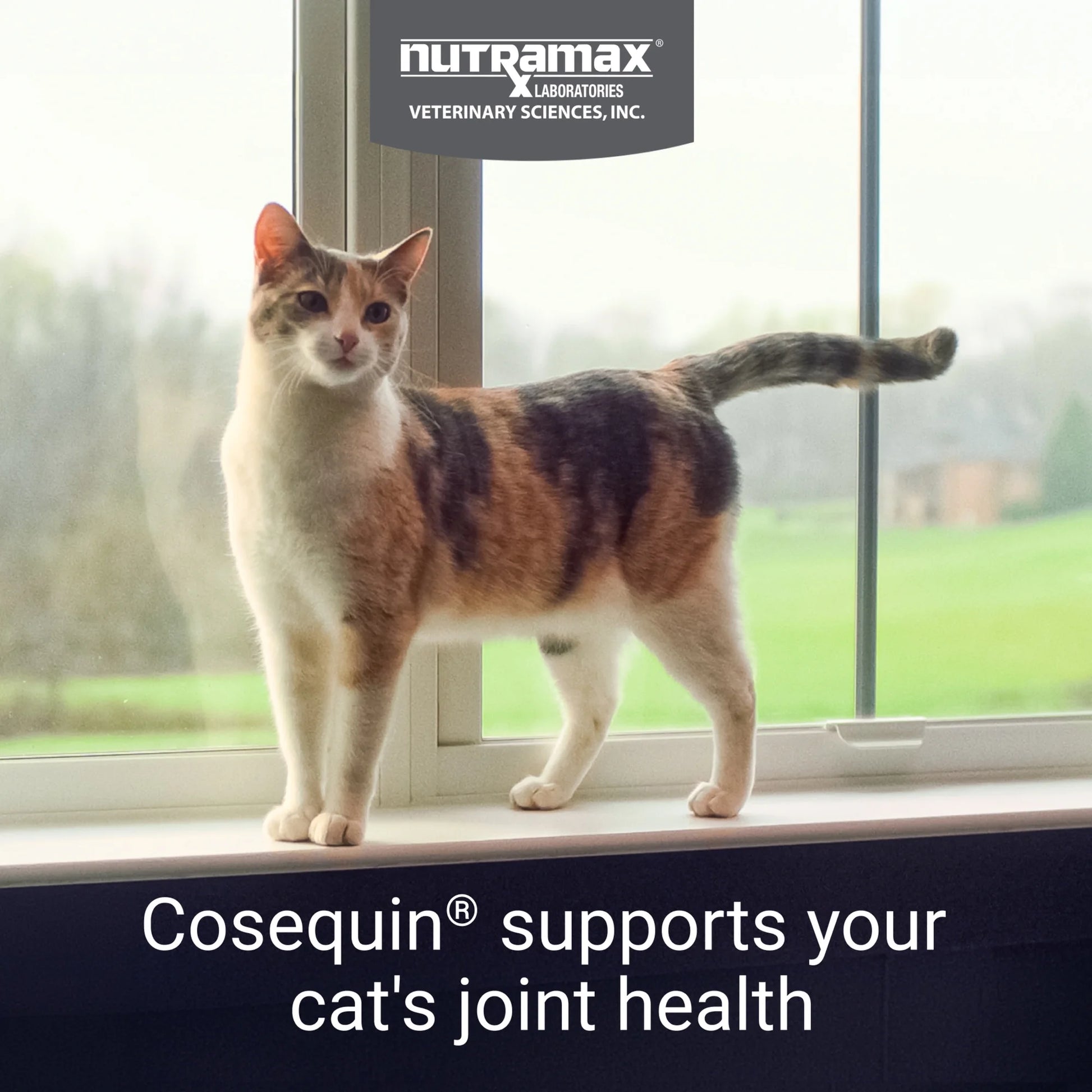 Nutramax Cosequin for Cats Joint Health Supplement, Contains Glucosamine for Cats, Sprinkle Capsules, 30 Count