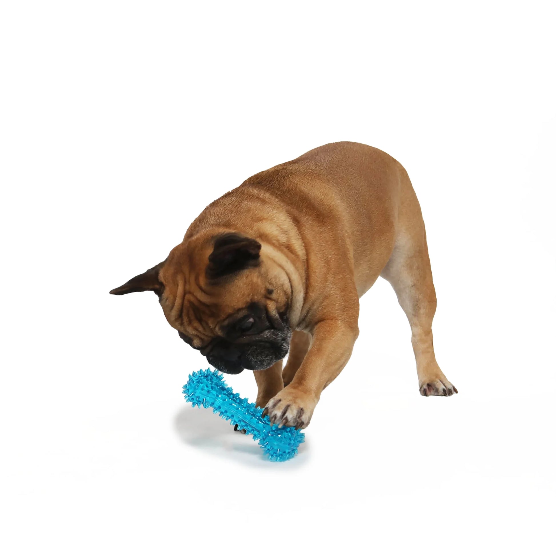 (3 Pack)  Fetch Buddy Spiky Blue Bone Dog Toy, Chew Level 3