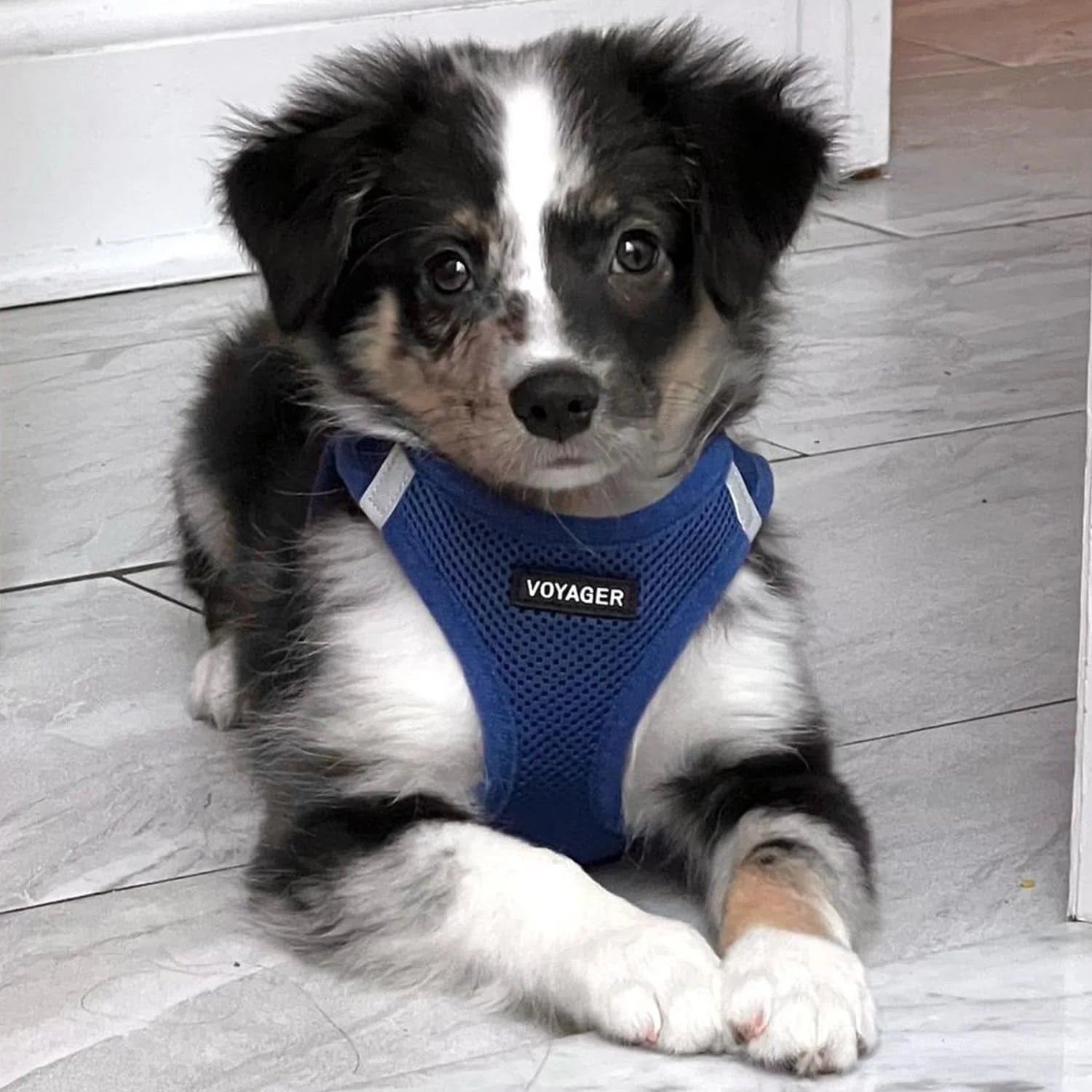 Step-In Air Mesh Dog Harness by Best Pet Supplies