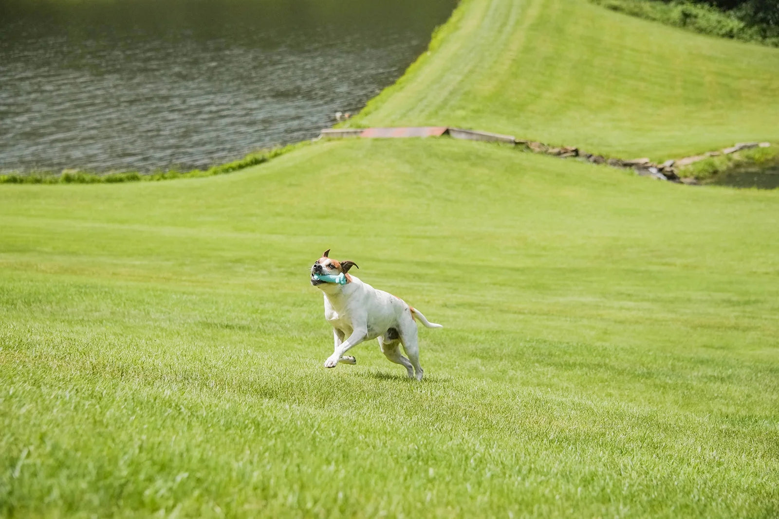 Loofa Latex Plush Dog Toy with Smiling Design