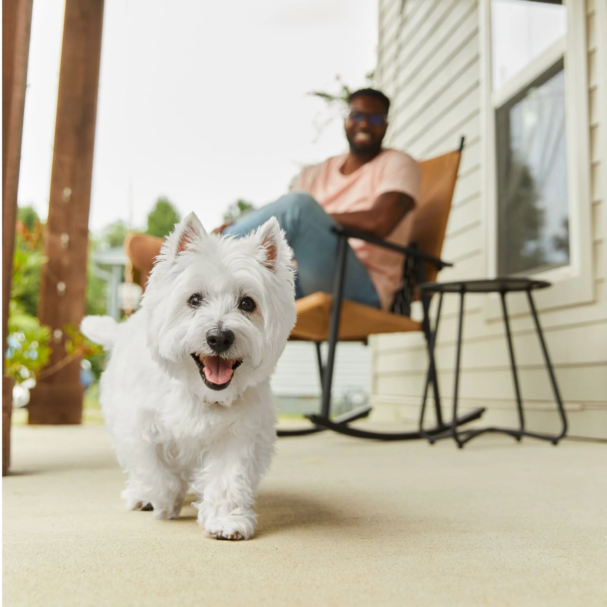 Angus Beef with Bacon and Cheese Wet Dog Food Loaf and Topper, 3.5 Oz Tray