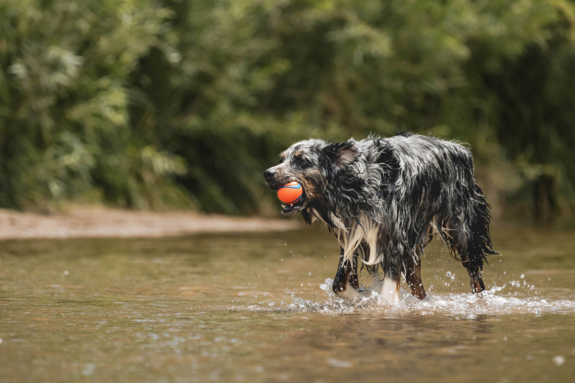 Ultra Ball - Premium Rubber Super Bouncy Dog Toy for Land and Water, 3" Large Size for Dogs Weighing 60 to 100 lbs, Single Pack