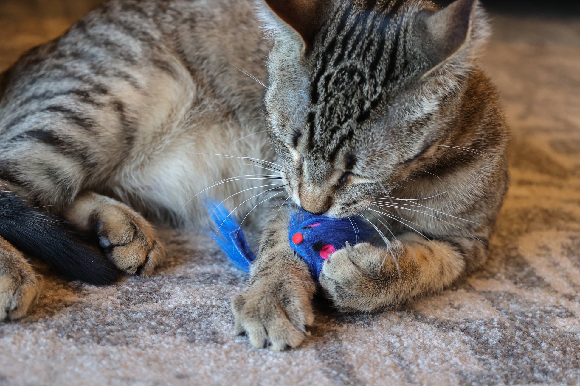 24-Piece Assorted Cat Toy Set