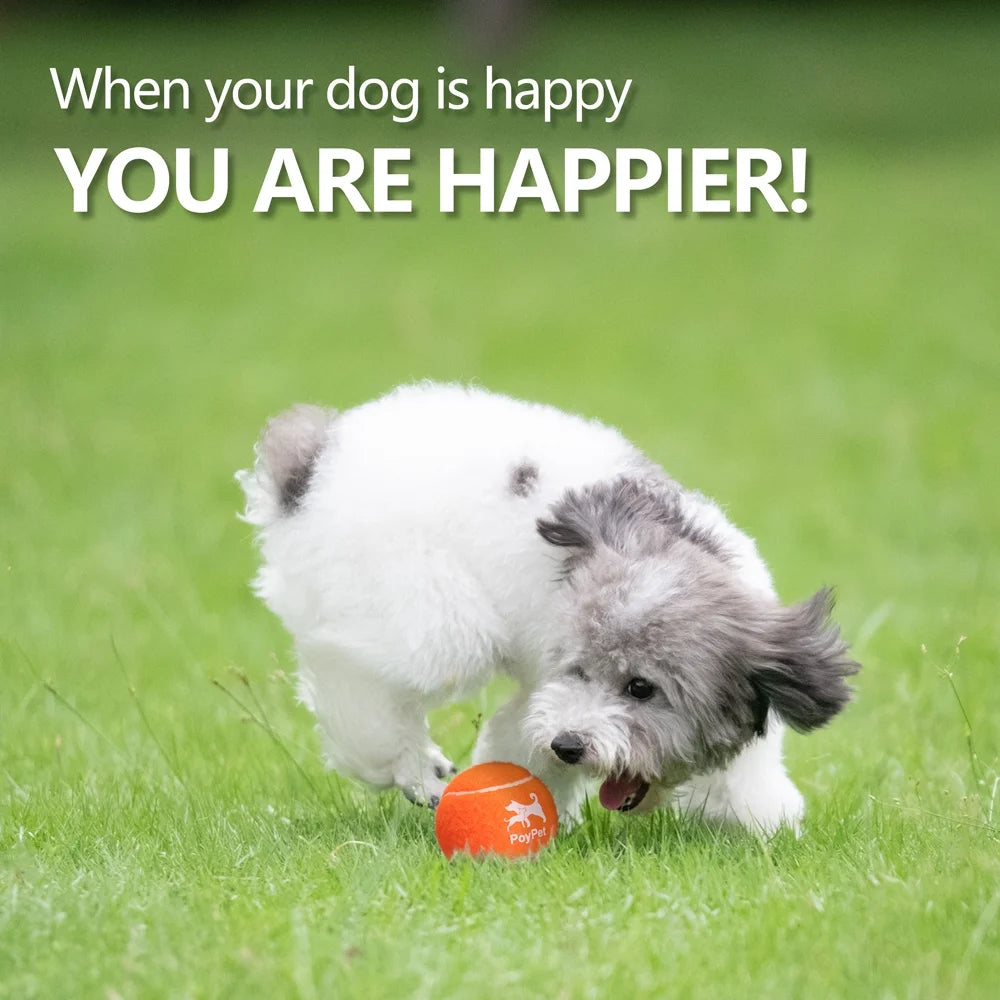 Interactive Tennis Ball Dog Toys - 6-Pack Chew Toys for Outdoor Training for Small, Medium, and Large Dogs