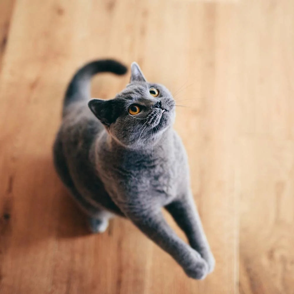 Purina Dentalife Dental Cat Treats 2 Flavor 4 Pouch Variety 2 Each: Tasty Chicken, Savory Salmon +  Zine | Catnip Toy