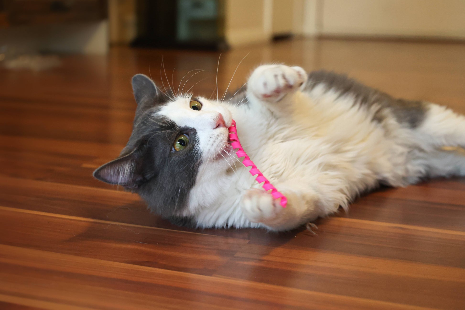 24-Piece Assorted Cat Toy Set