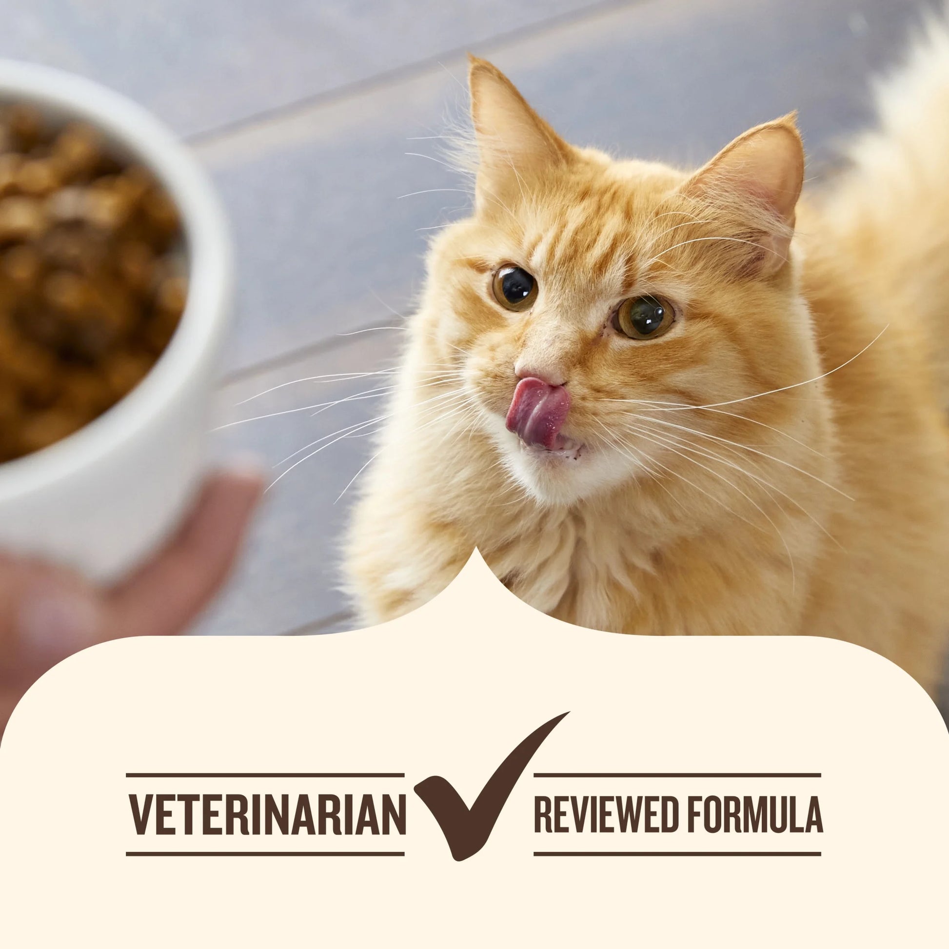 Indoor Complete Dry Cat Food with Chicken, Lentils, and Salmon Recipe - 14 lb Bag by Rachael Ray