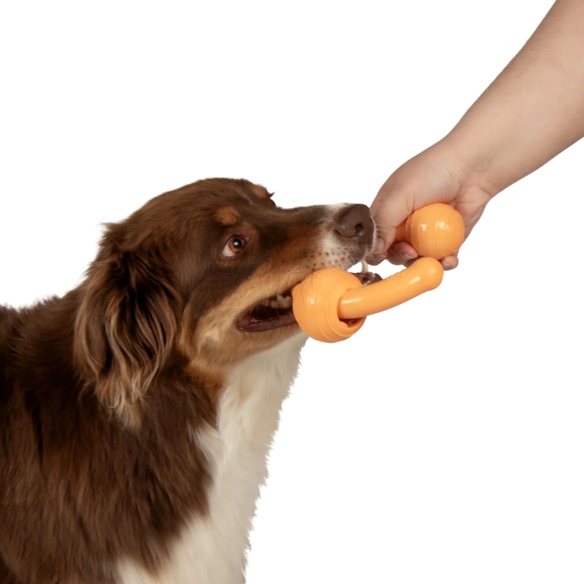 Looper Dog Toy with Chew Guard Technology - Durable, Tough, and Squeaky - Small Size, Orange